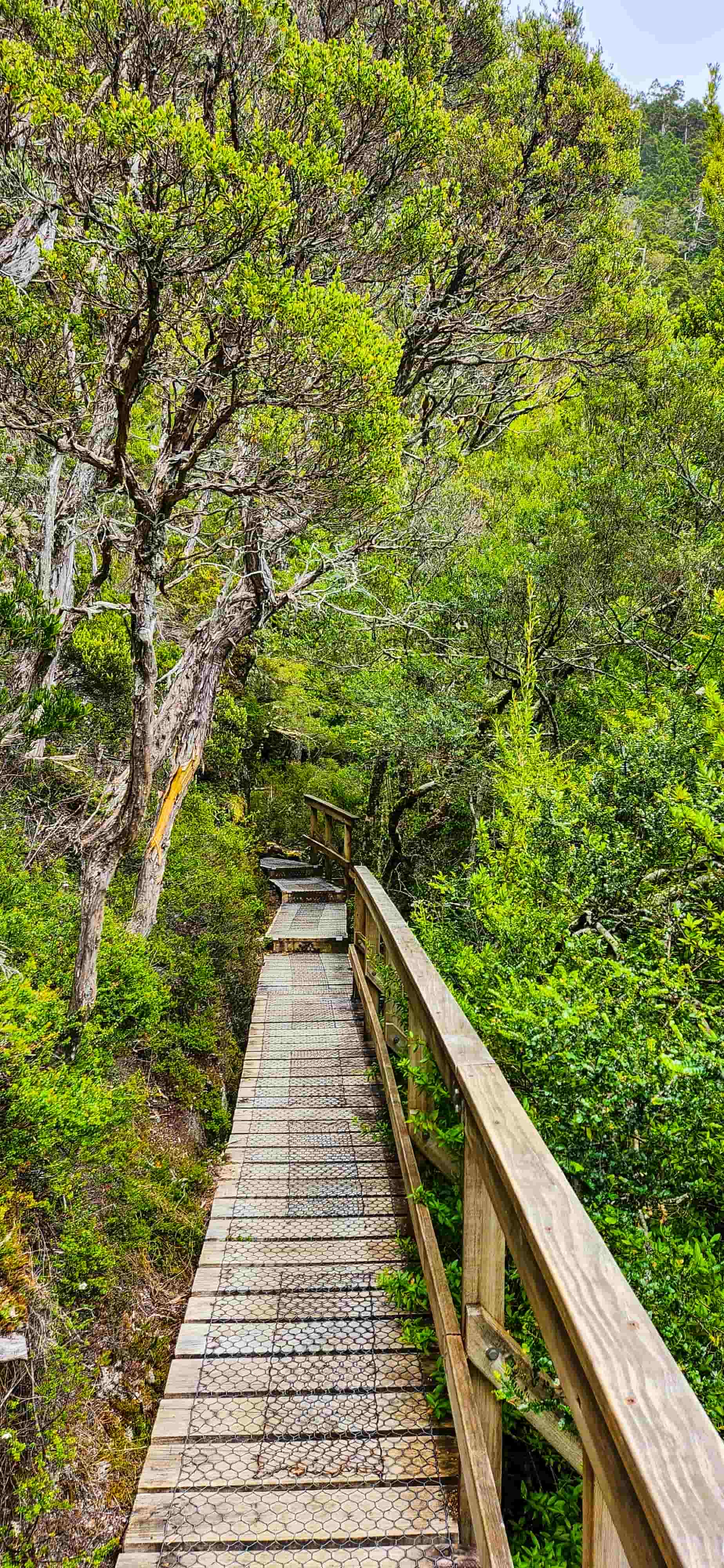 Boardwalk along Dove Lake Circuit Walk
