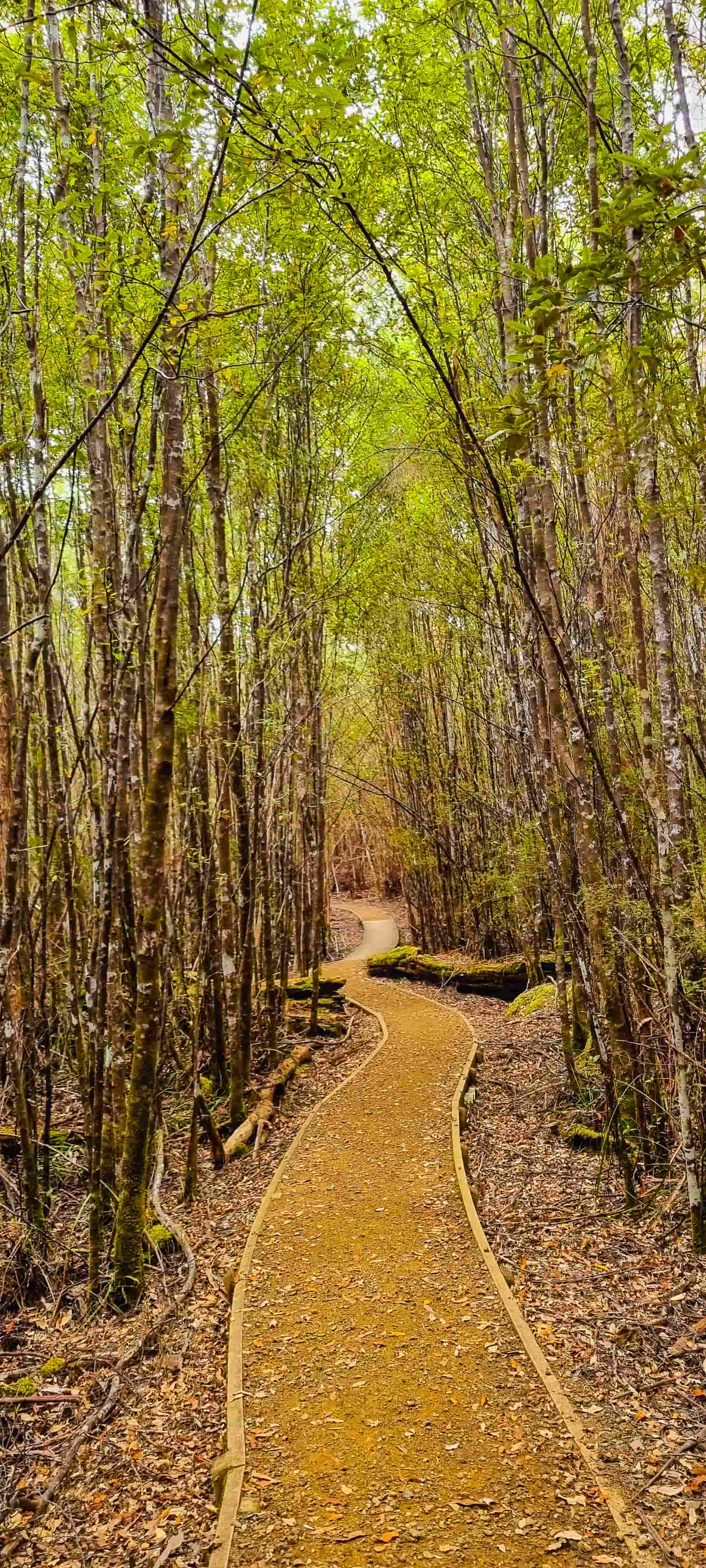 Hastings Hot Spring Circuit Walk