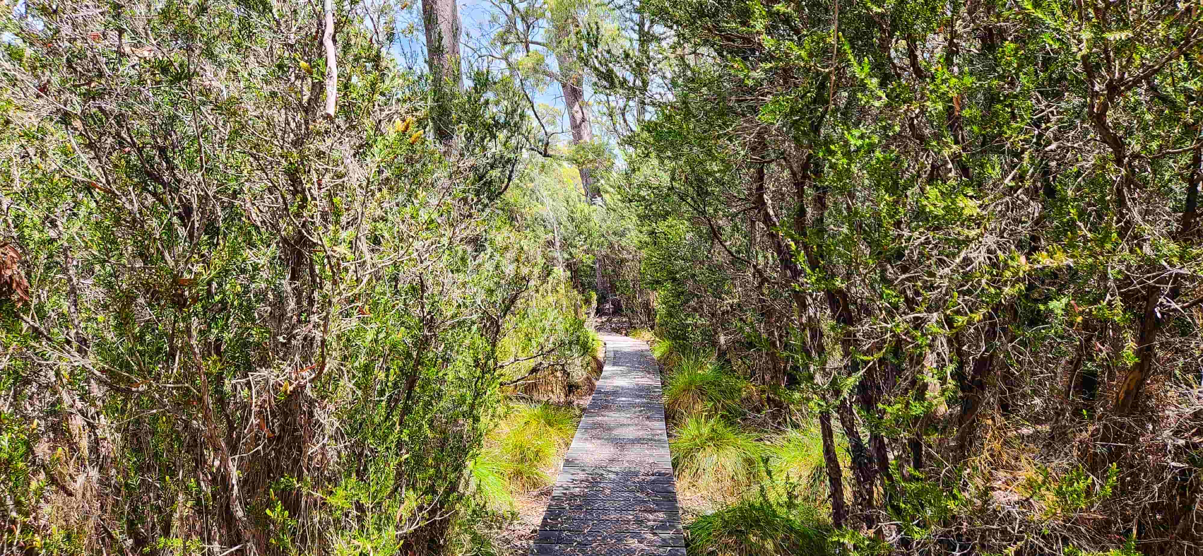 Mount Rufus Walking Trail