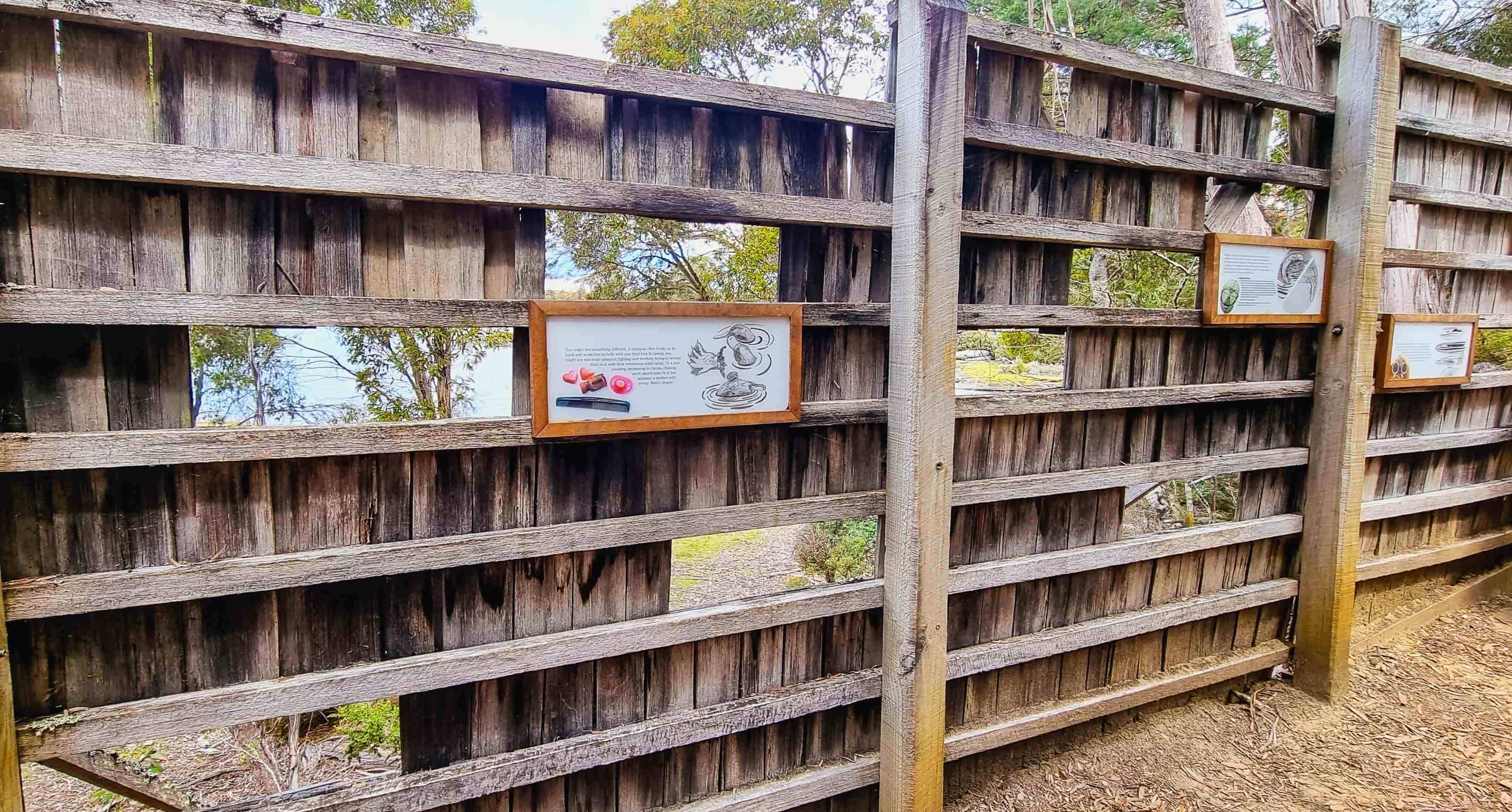 Platypus Viewing Area, Lake St Clair