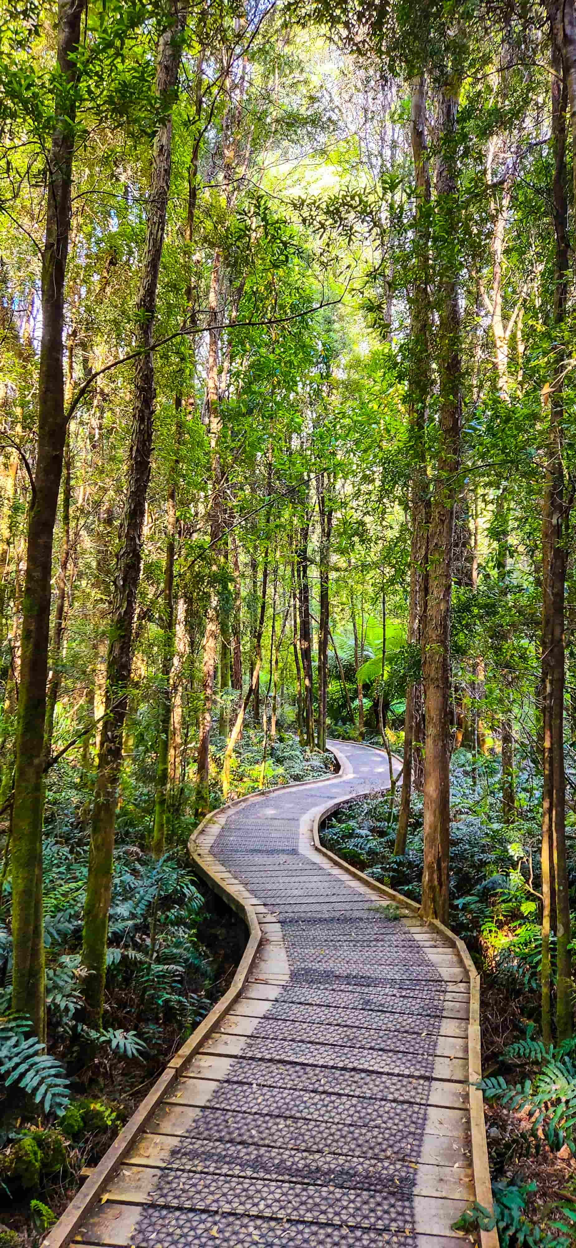 Nelson Falls Walking Trail