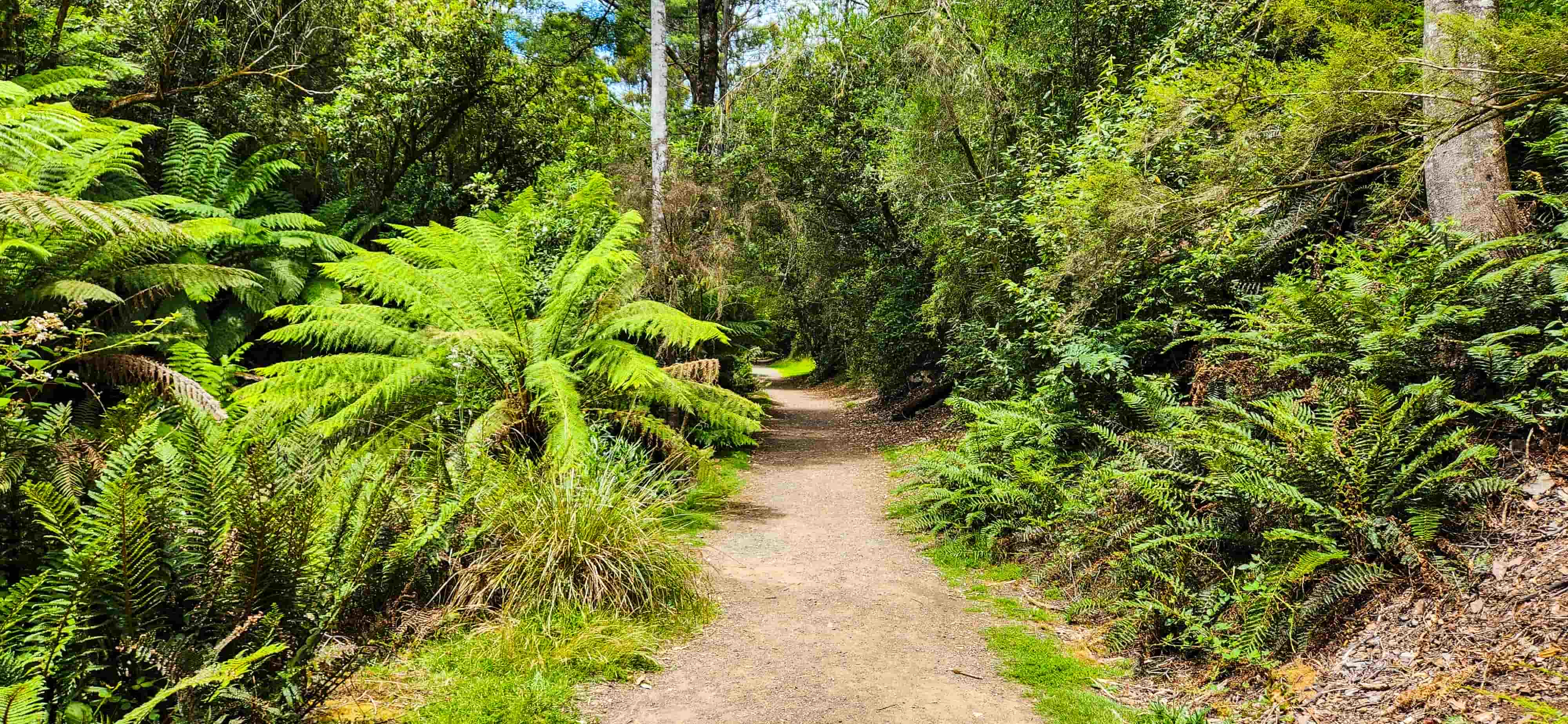 Lilydale Falls Trail