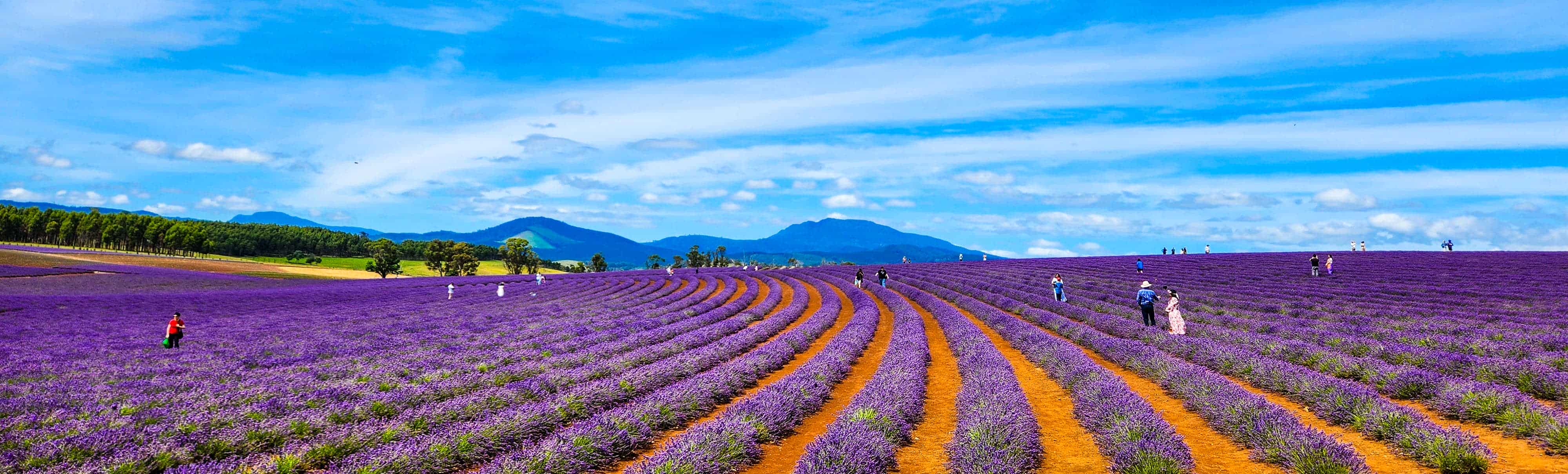Bridestowe Lavender Estate