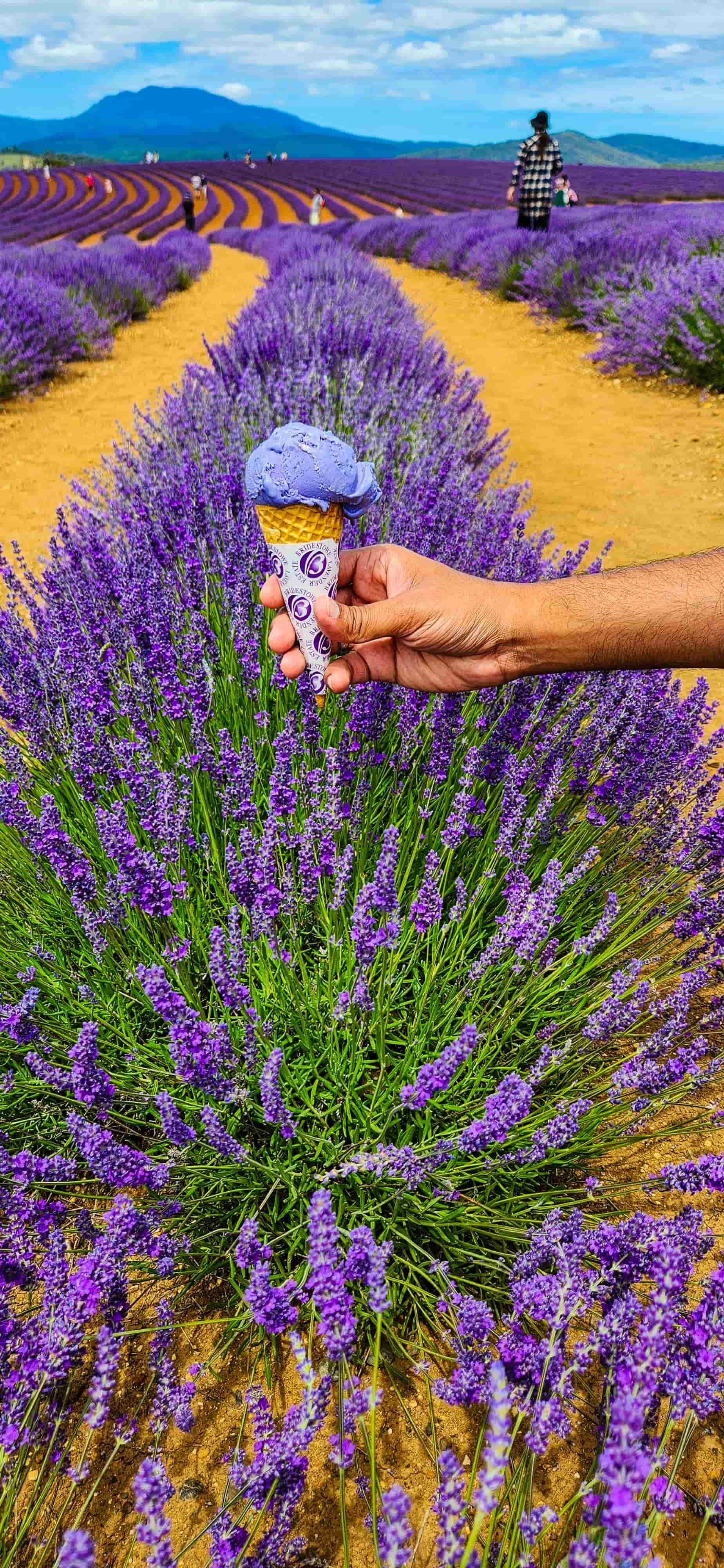 Bridestowe Lavender Icecream