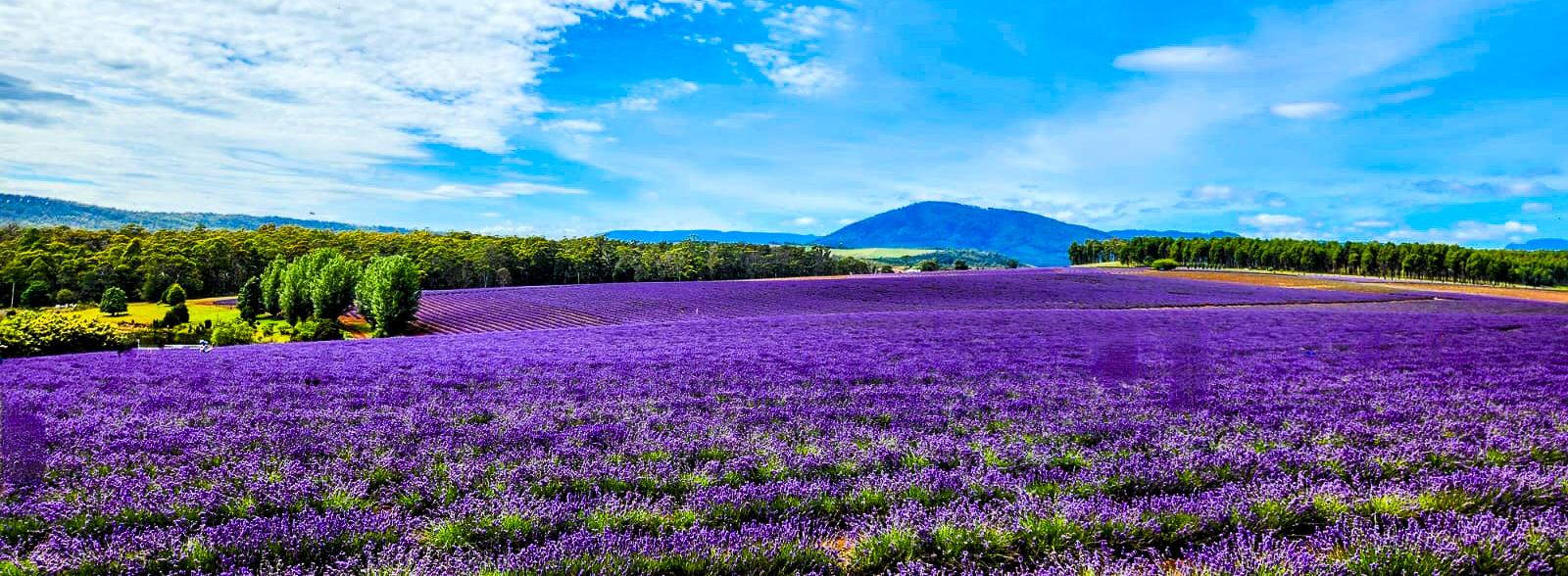 Bridestowe Lavender Farm