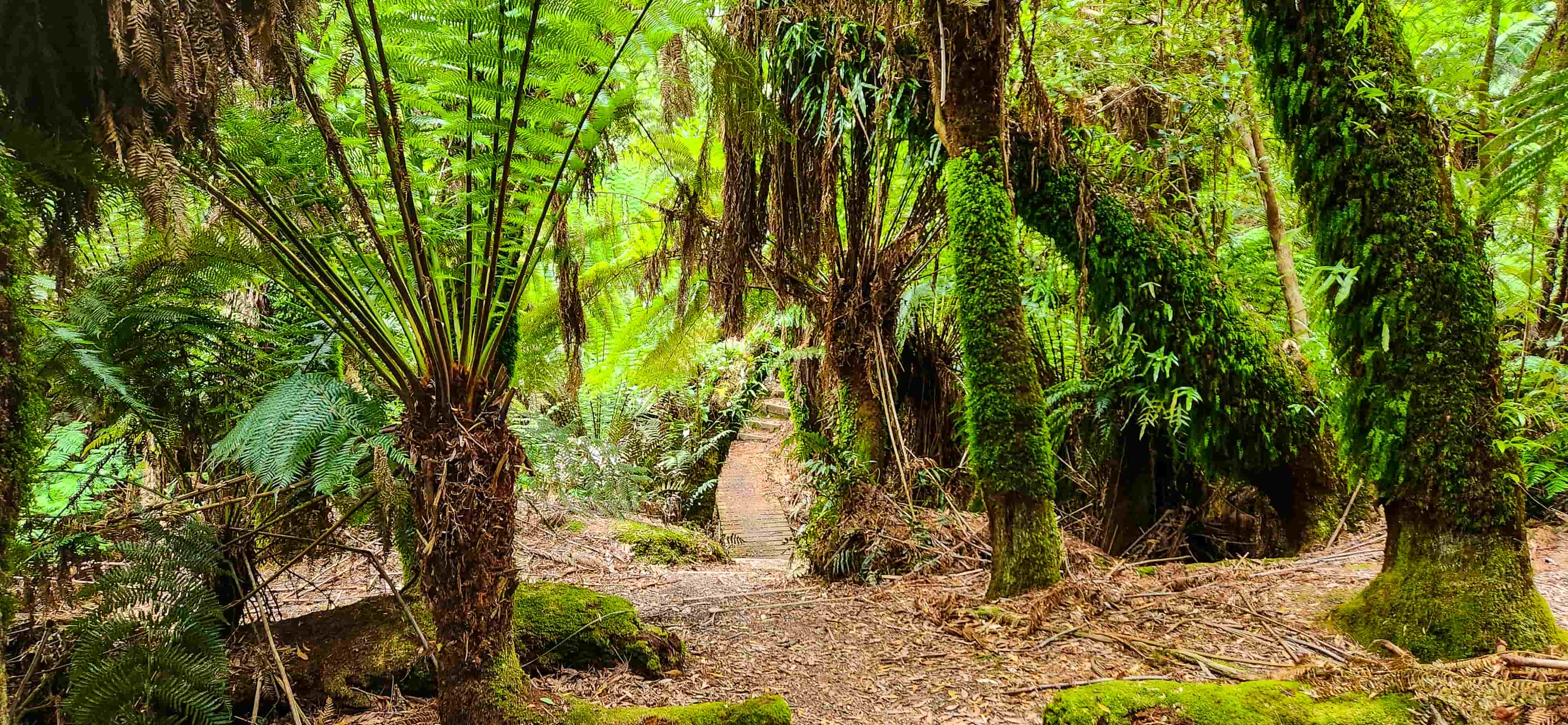 Notley Fern Gorge Walking Trail