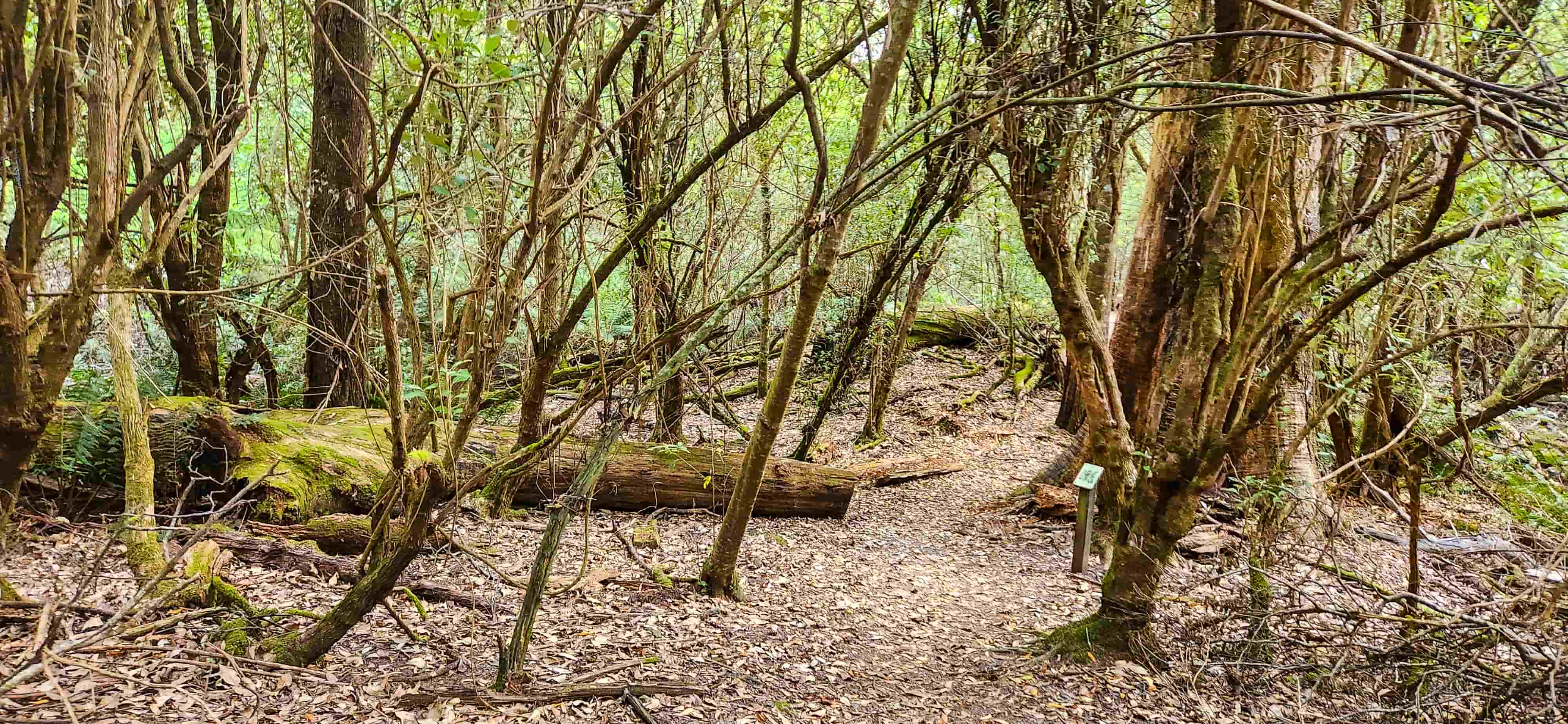 Notley Fern Gorge Walk