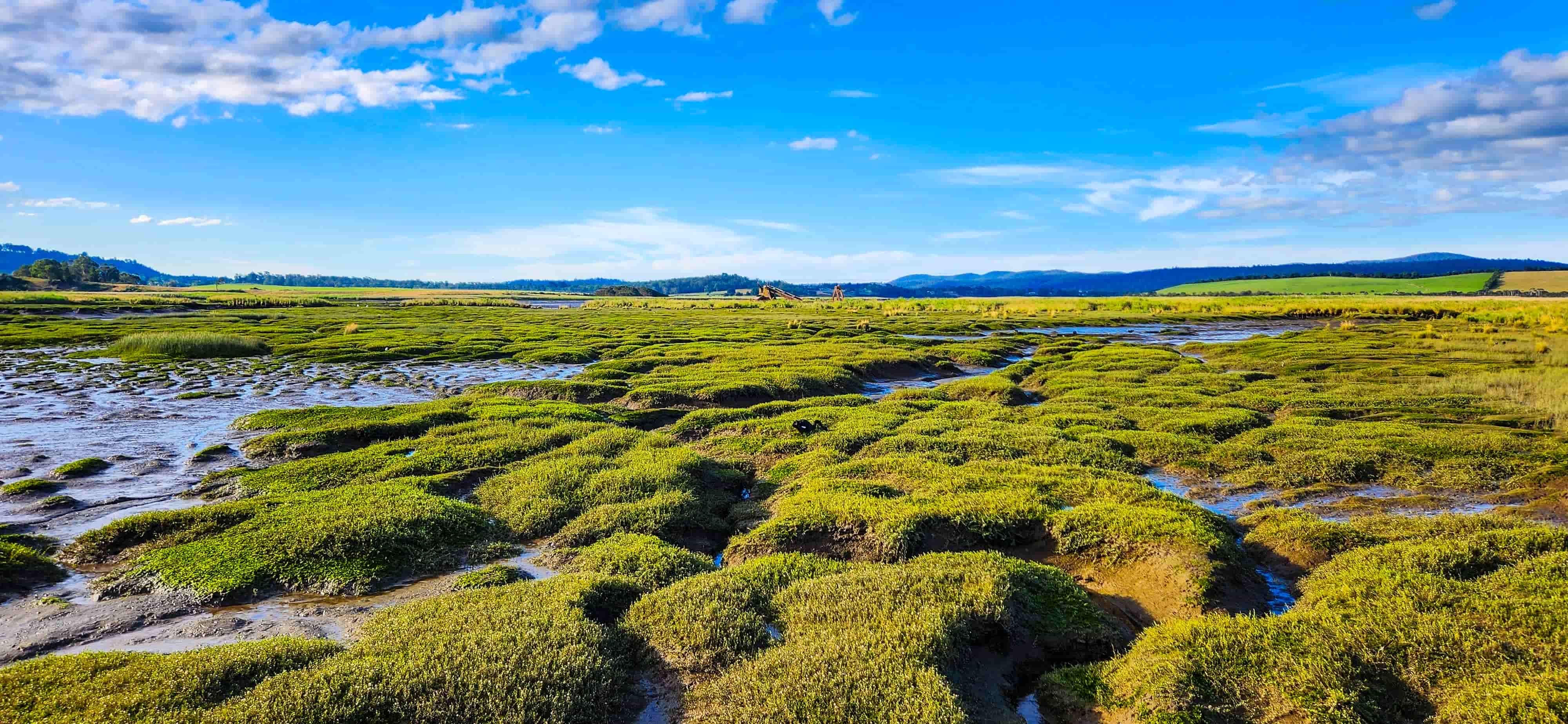Tamar Island Wetlands