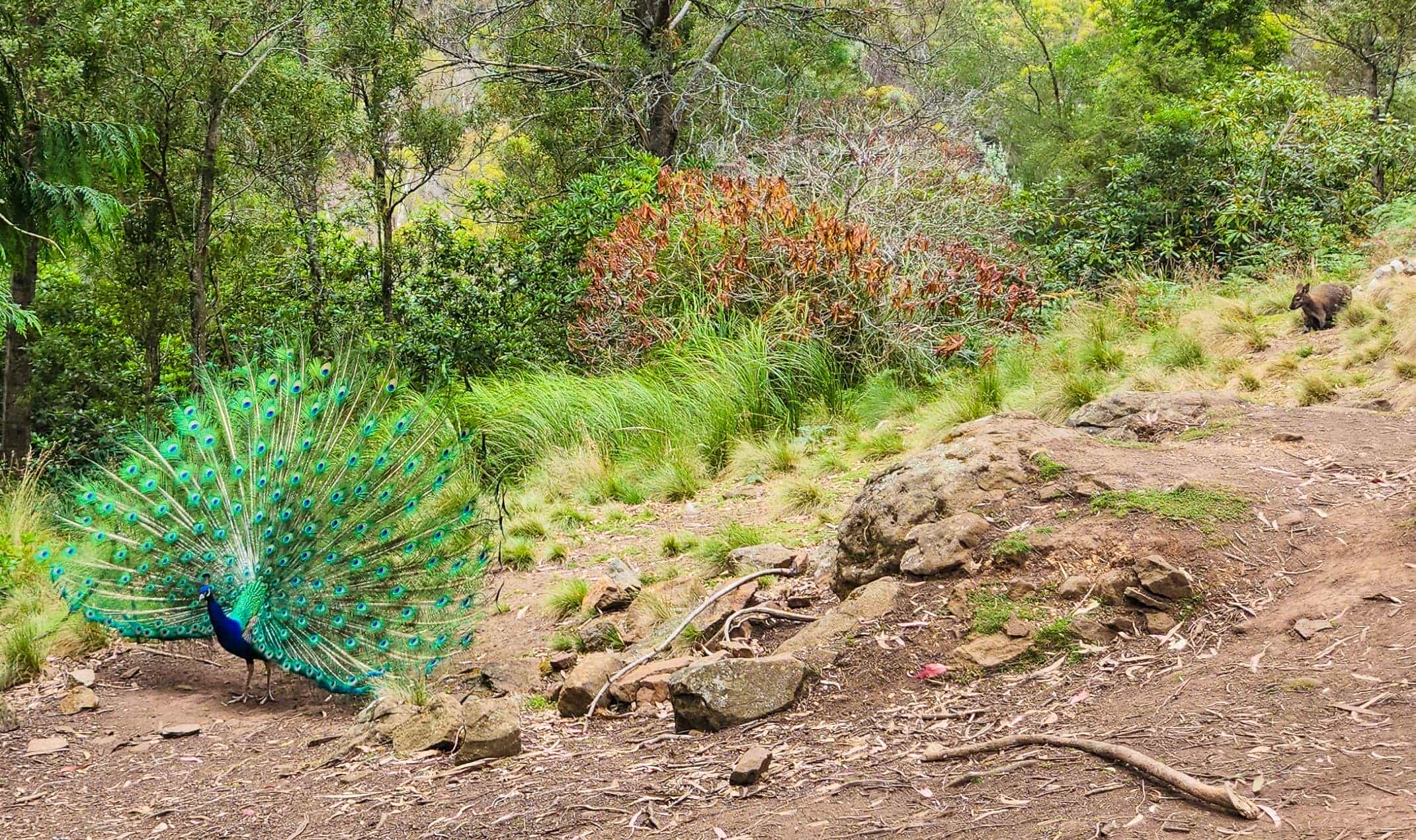 Wildlife Spotting in Cataract Gorge Reserve