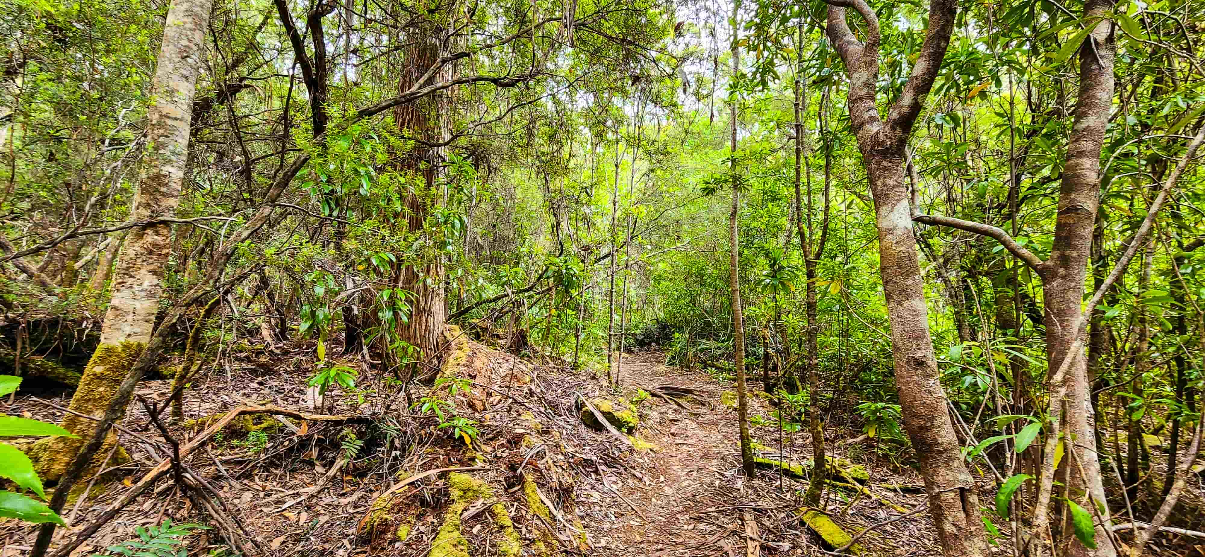 South East Cape Bushwalk