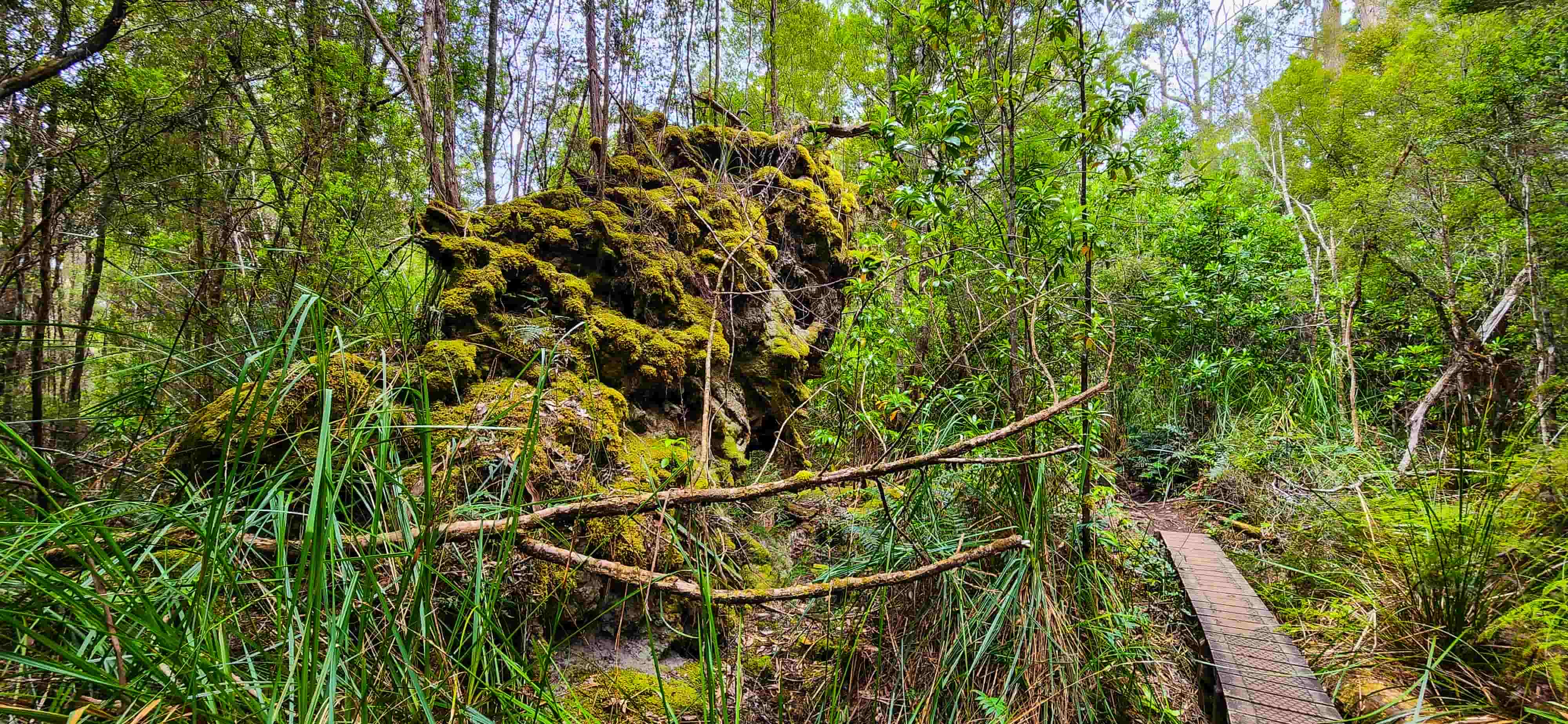 South Cape Bay Bushwalk