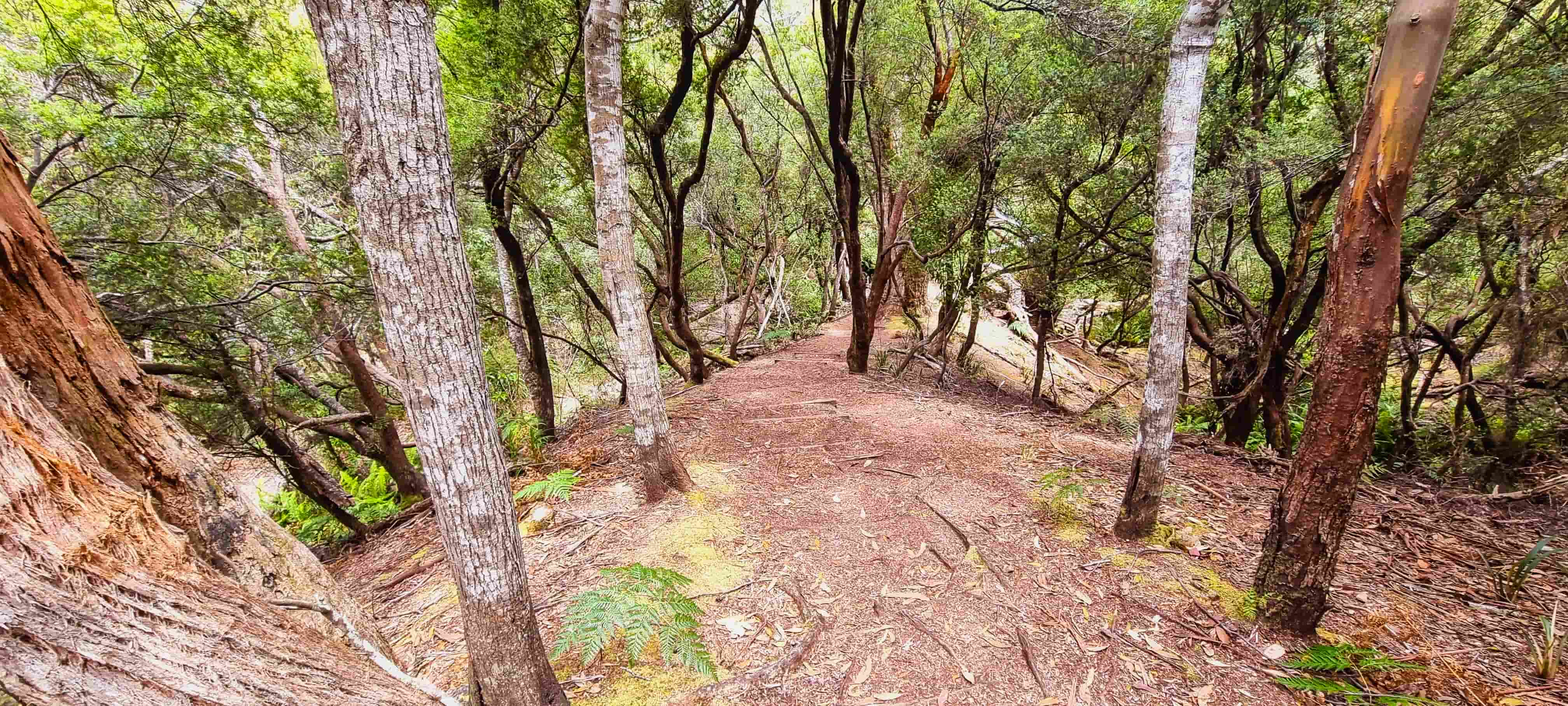 South Cape Bay Coastal Walk