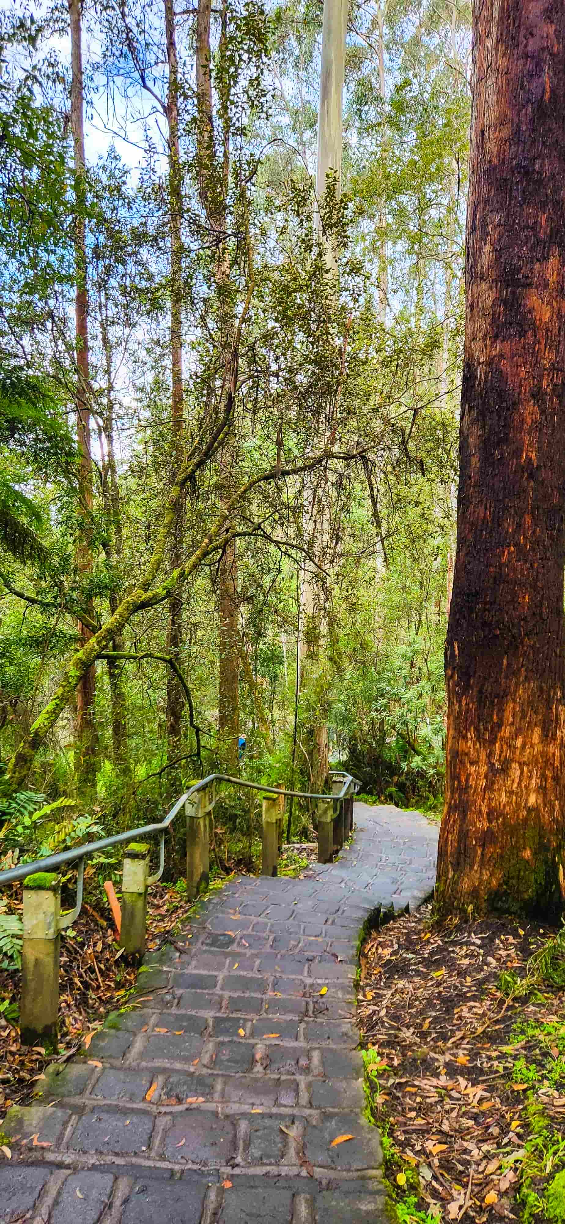 Walk to Erskine Falls Upper Falls Lookout