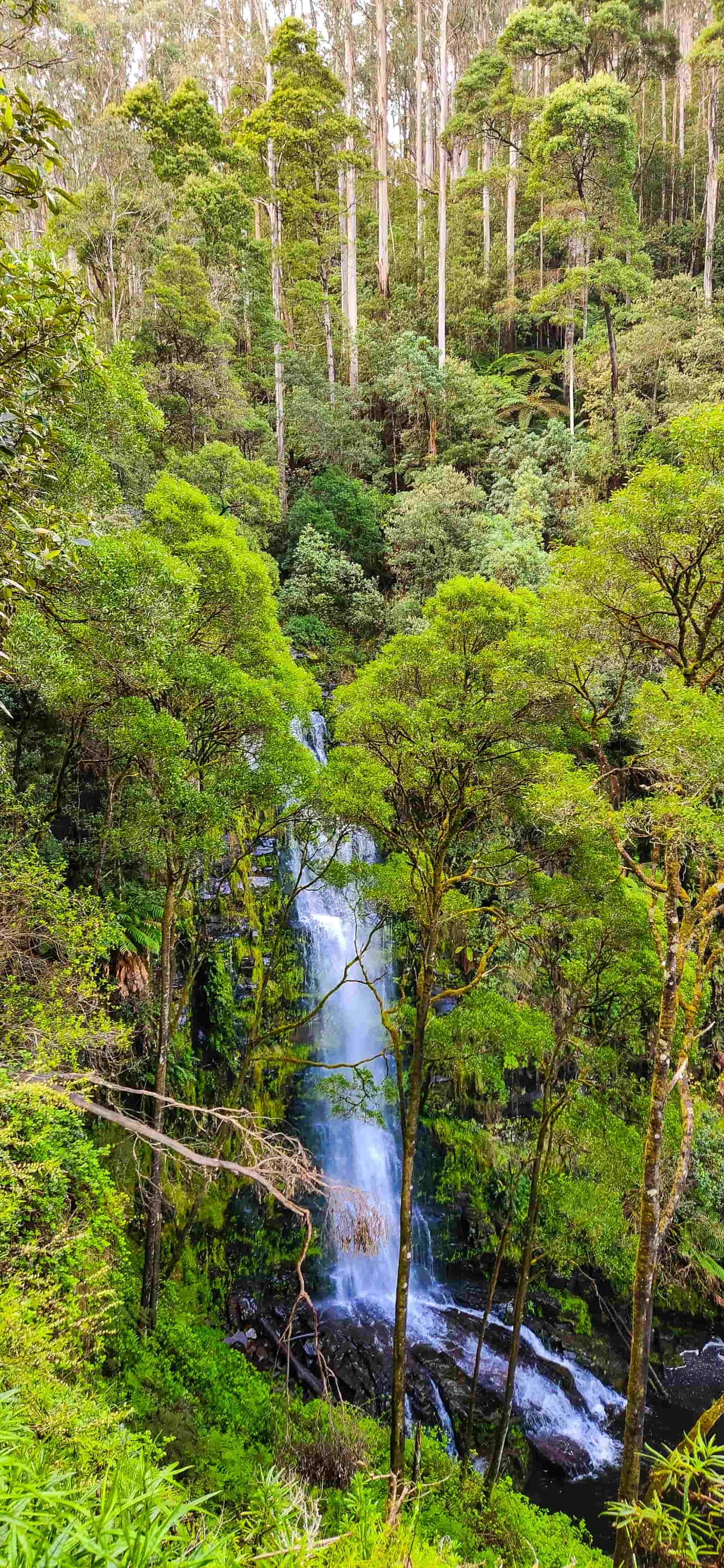 Erskine Falls from Upper Falls Lookout