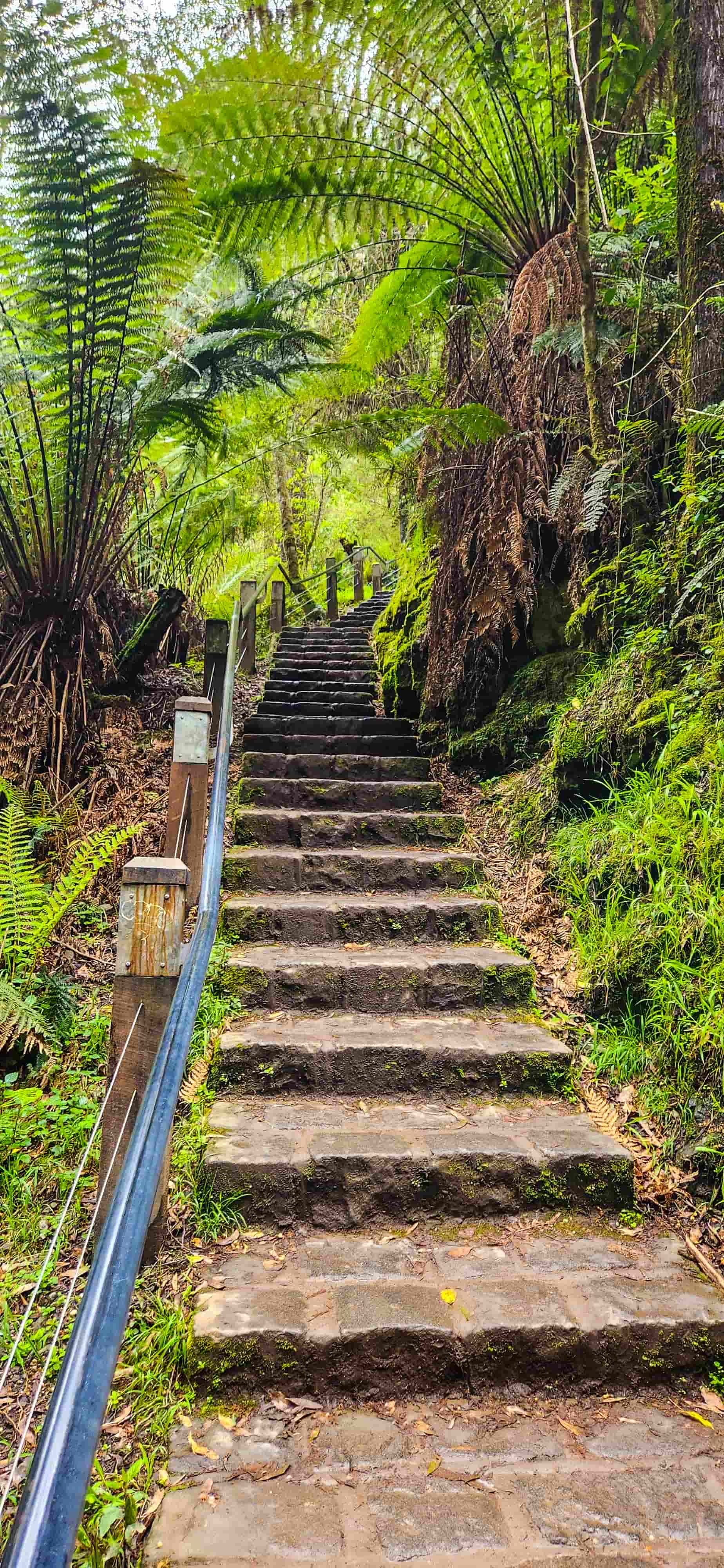 Walk to Erskine Falls Lower Falls Lookout