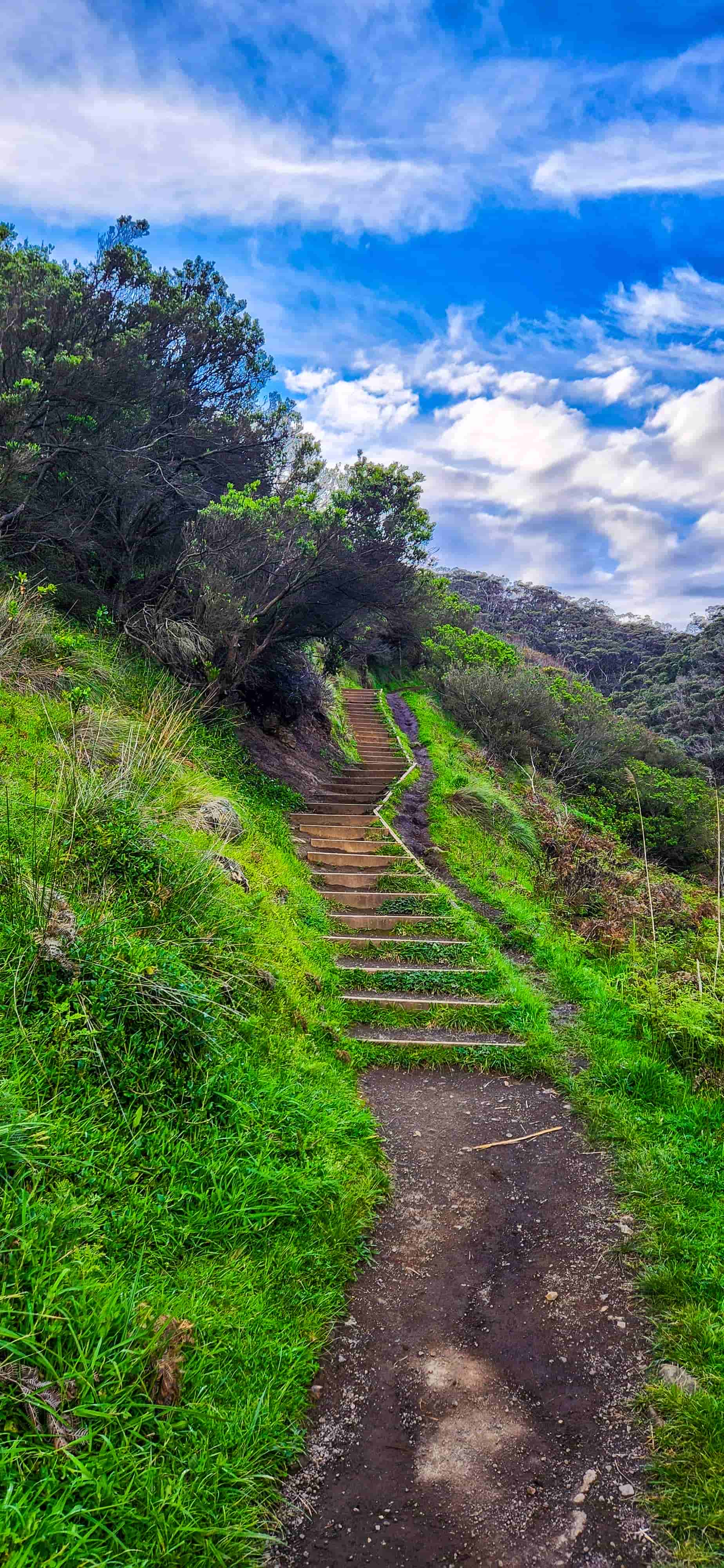 Steps along Sheoak Falls Walking Trail