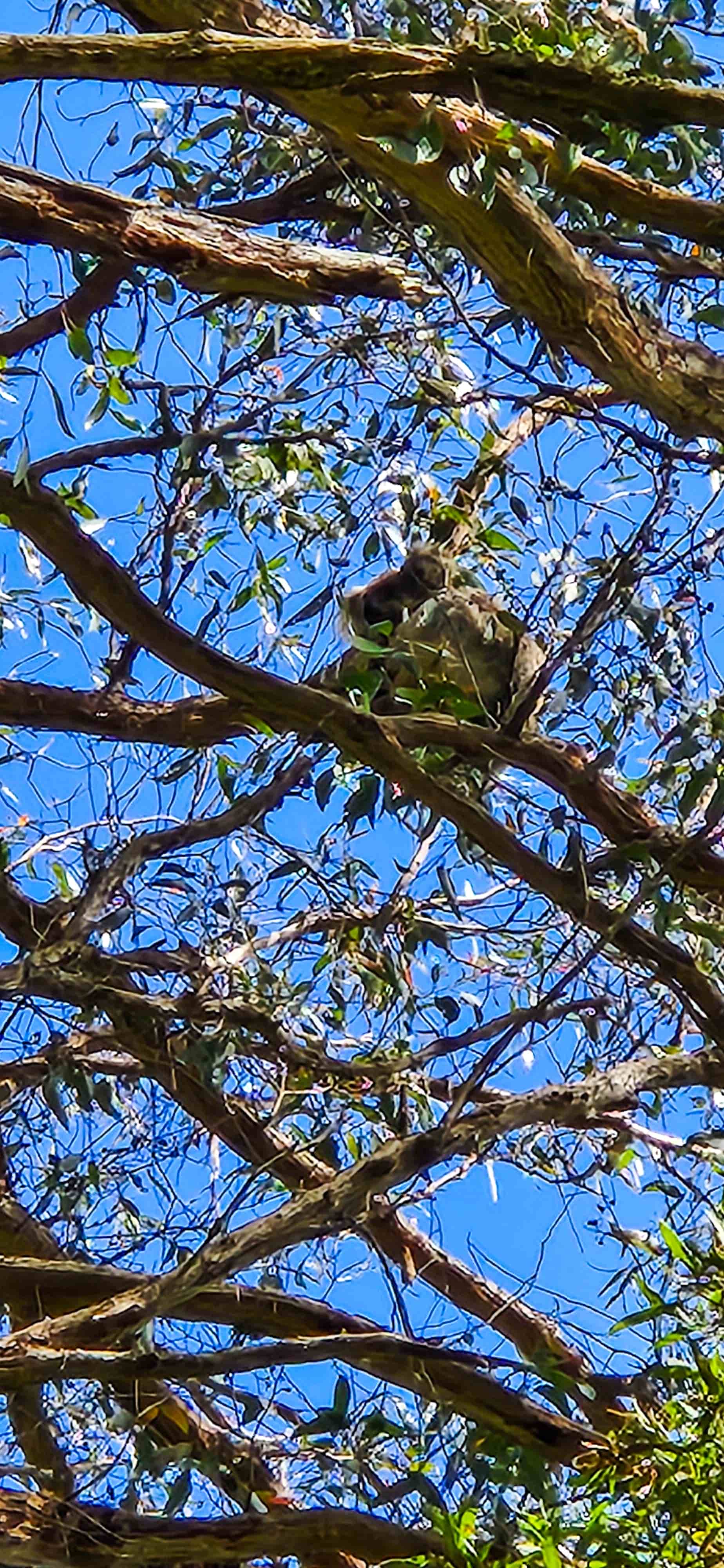 Koala Spotting along Kennett River Nature Walk