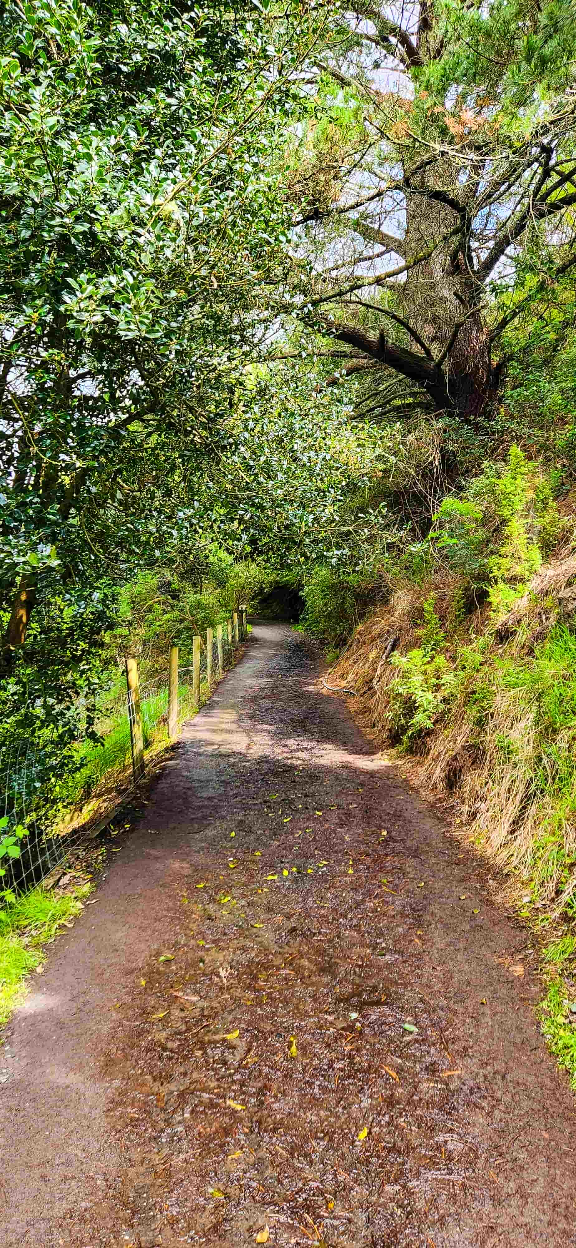 Walking Trail to Marriner’s Lookout