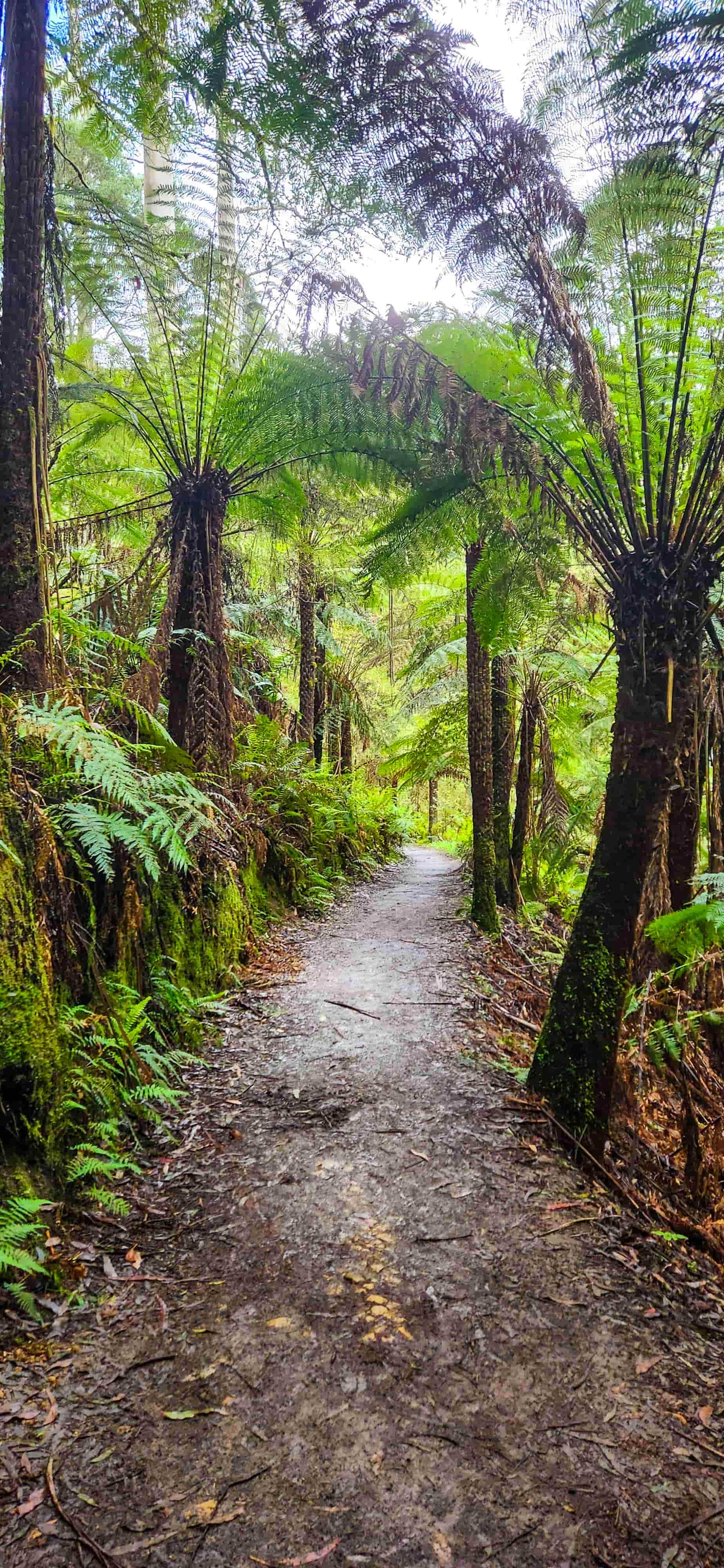 Lake Elizabeth Walking Track