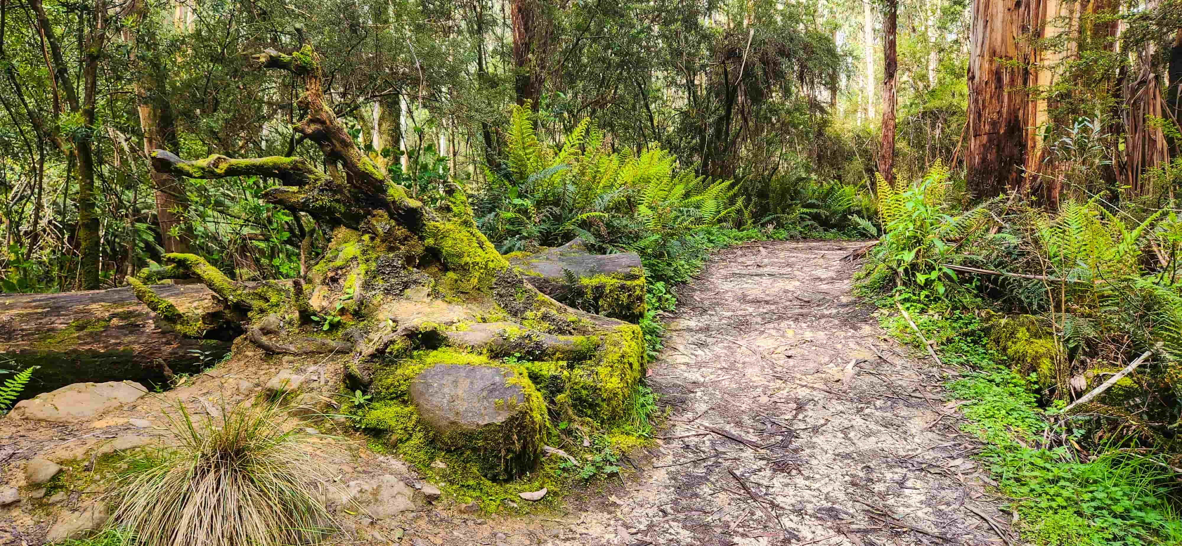 Lake Elizabeth Walking Trail