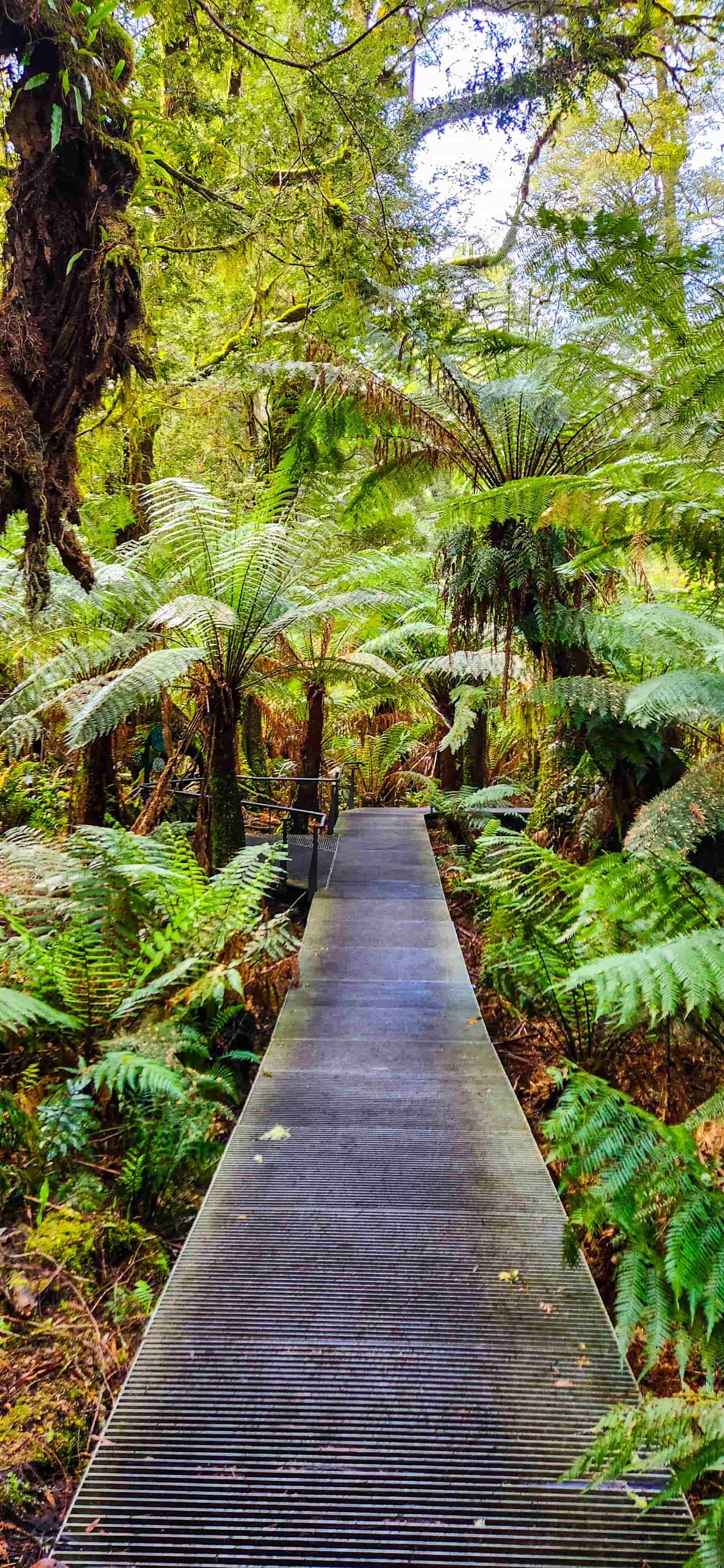 Maits Rest Walking Track