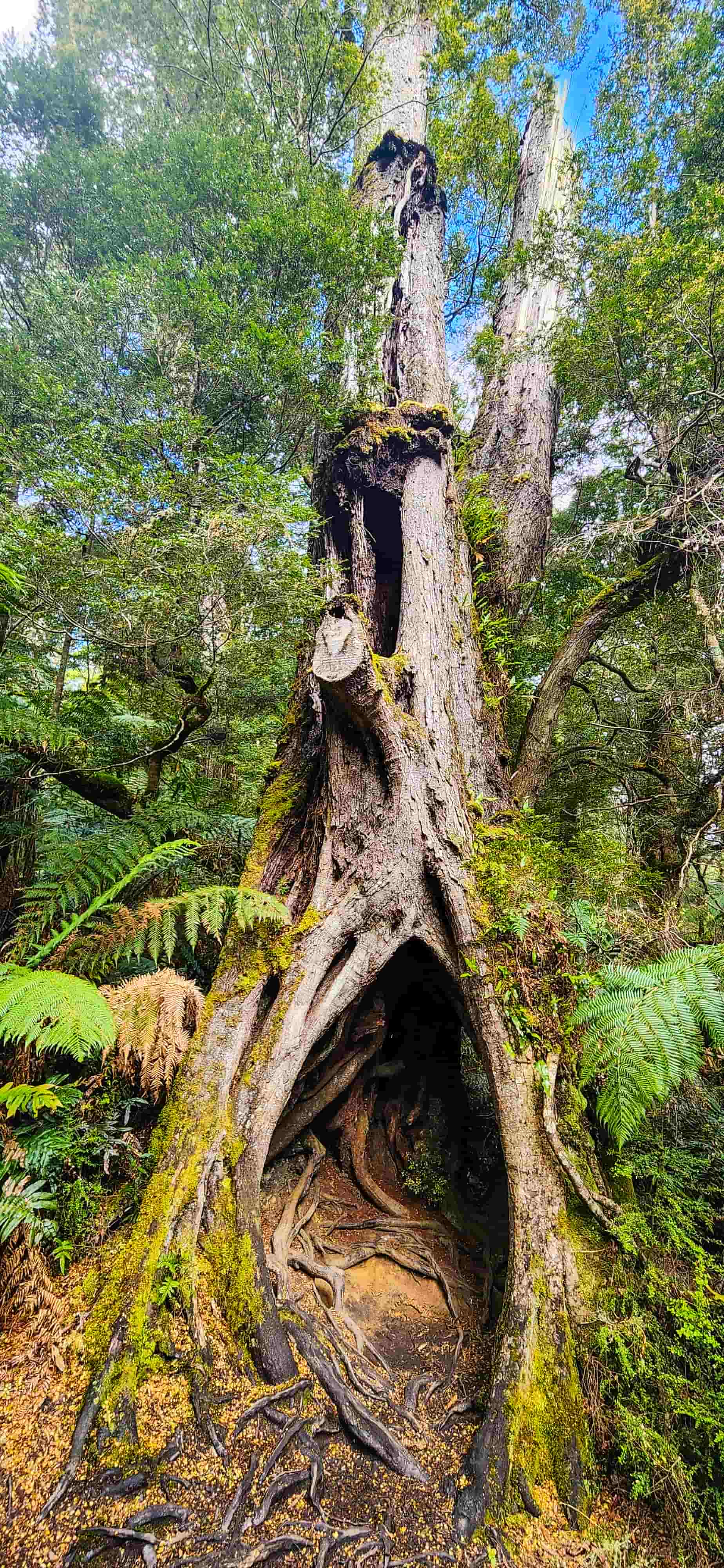 Views along Maits Rest Walking Track