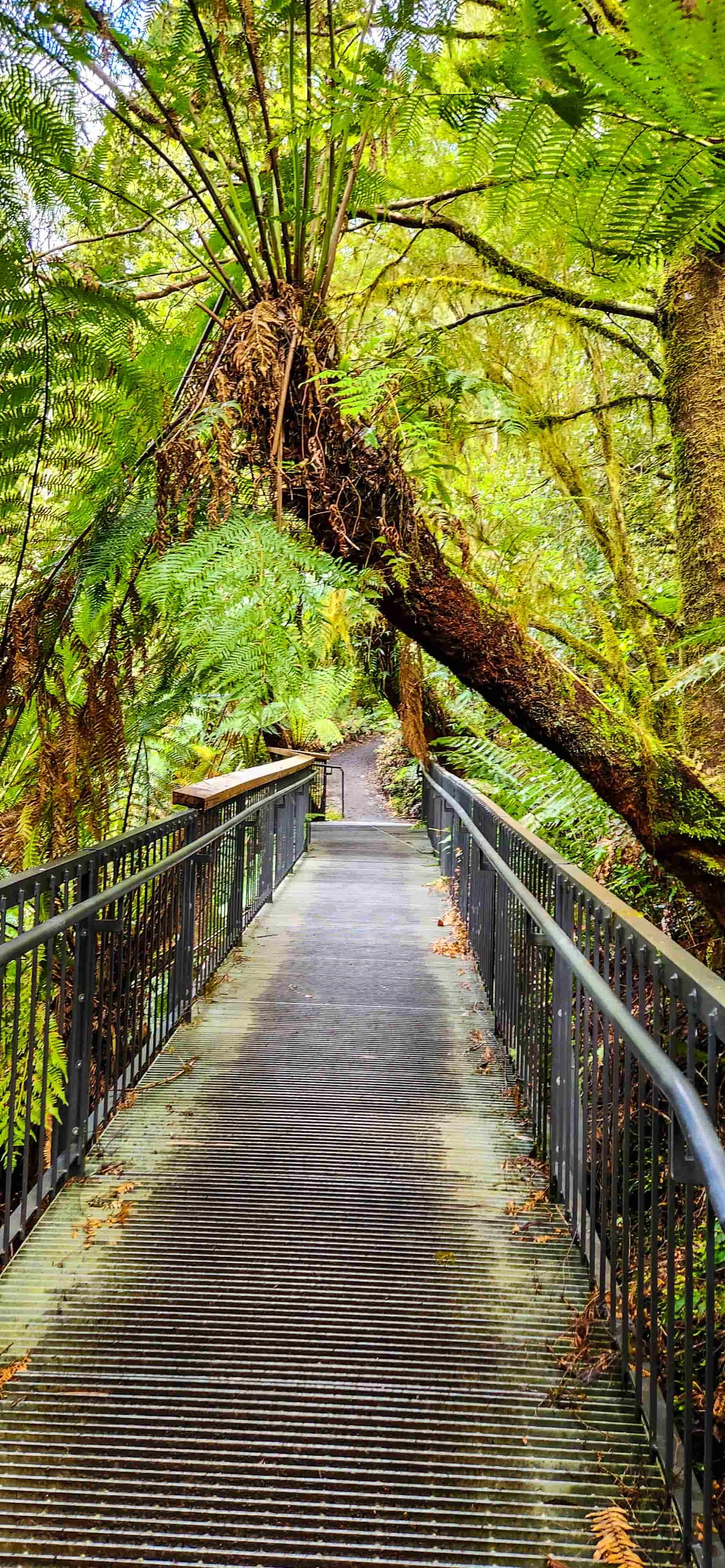 Maits Rest Rainforest Walk