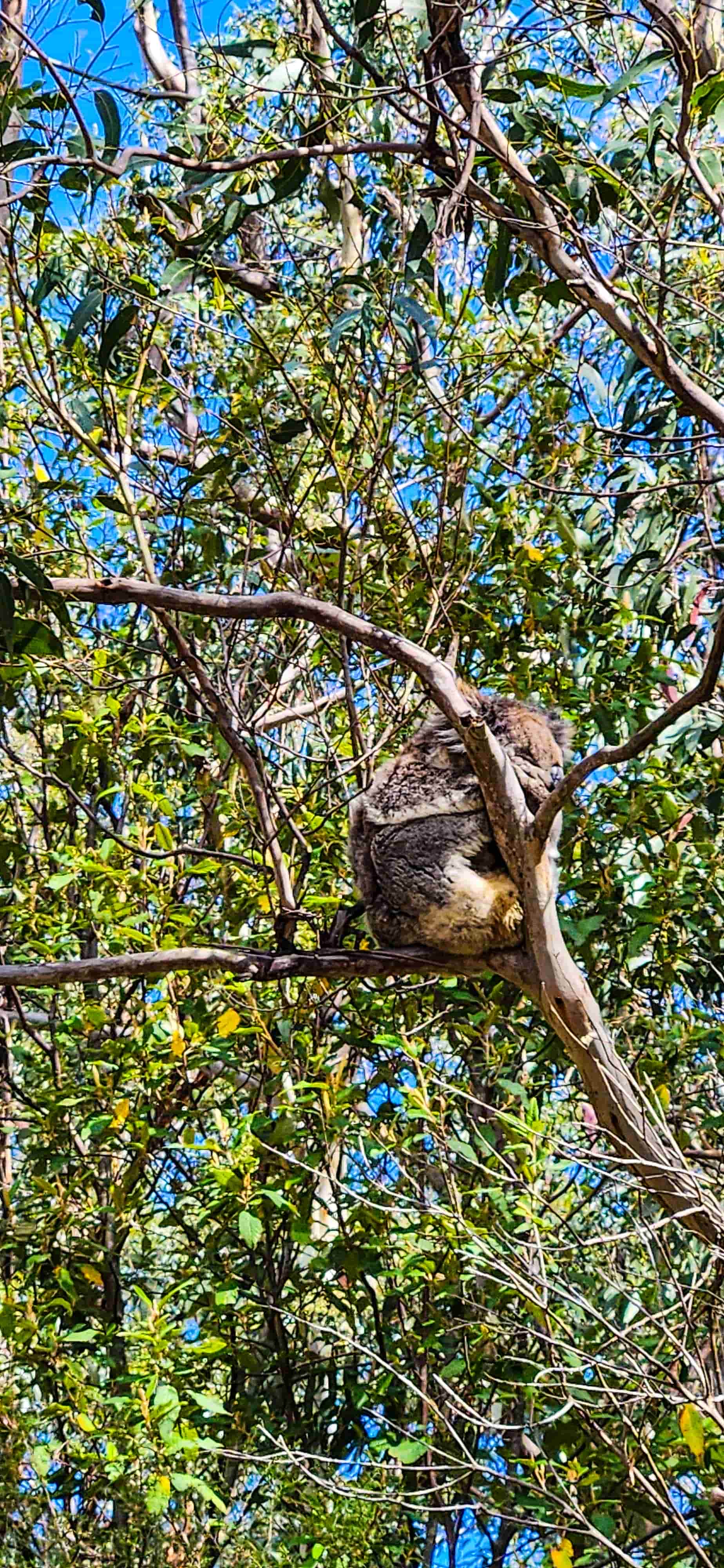 Koala Spotting along Lighthouse Road on the way to Cape Otway Lightstation