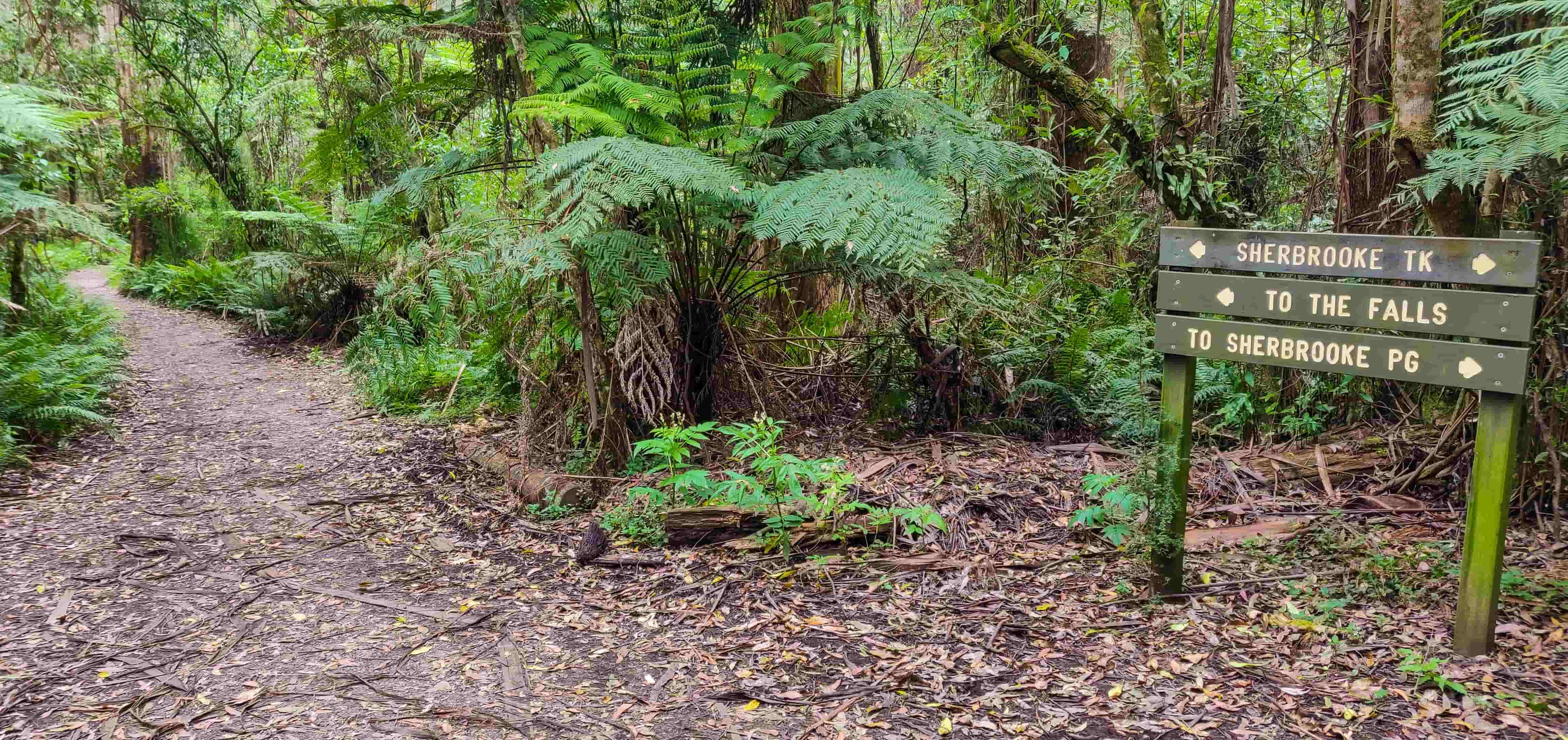 Sherbrooke Falls Track
