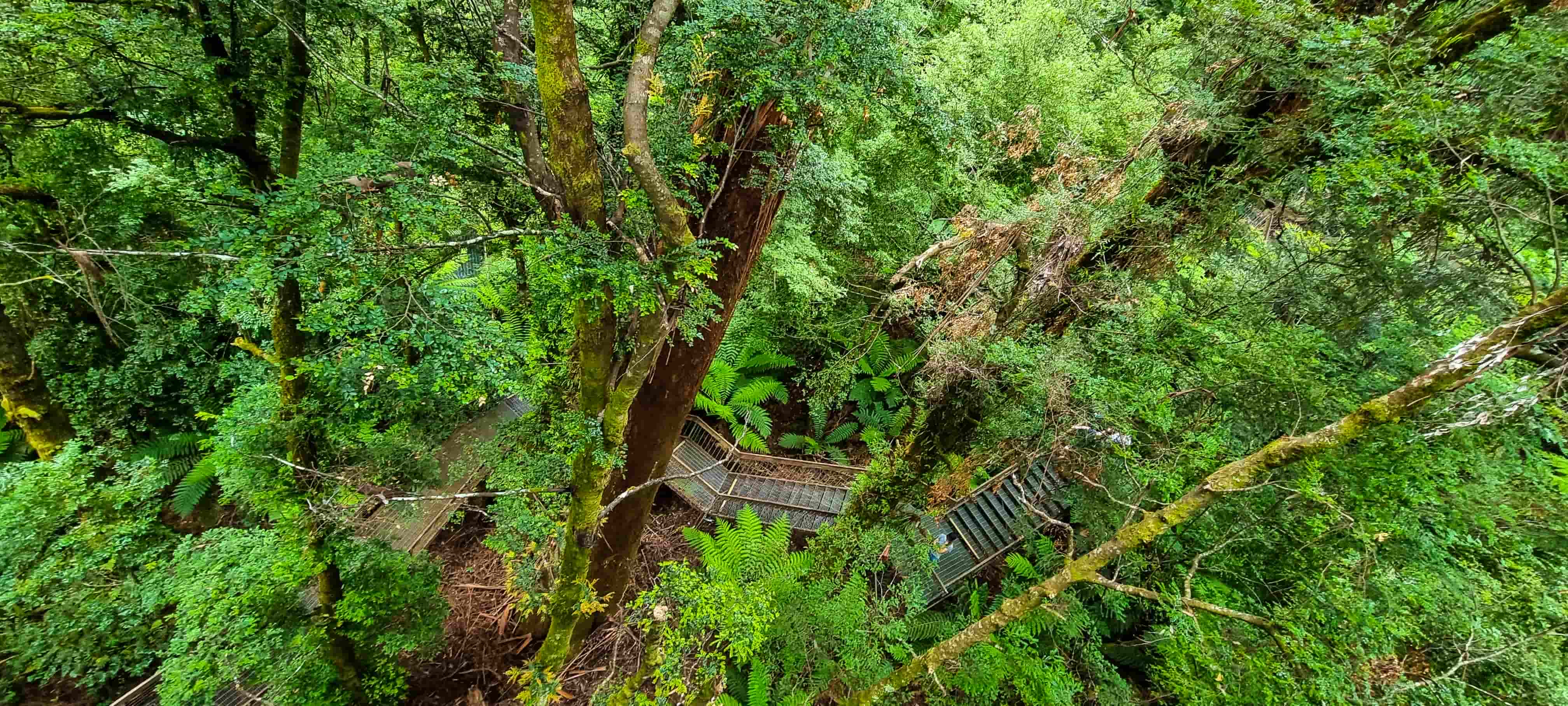 Rainforest Gallery Viewing Platform