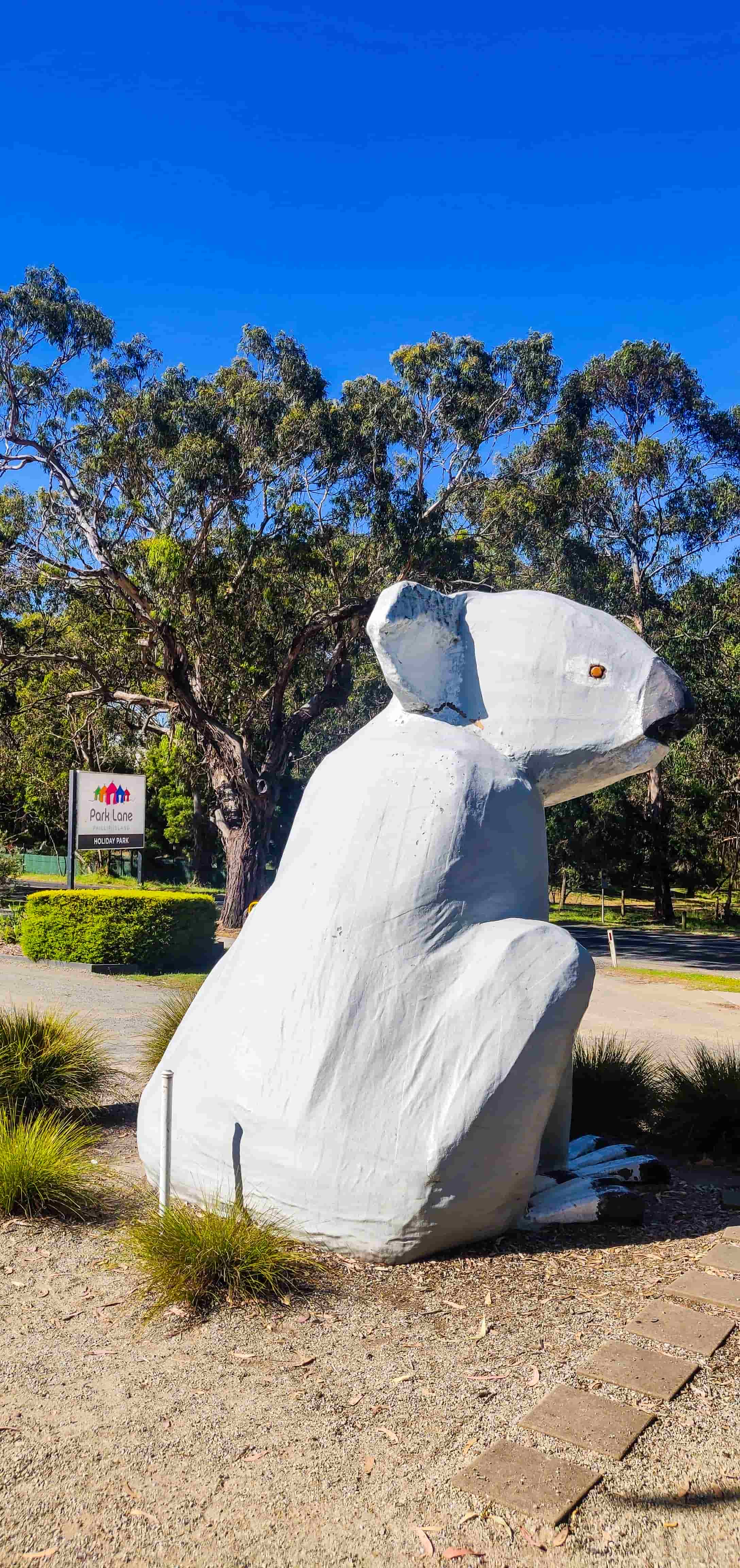 The Big Koala