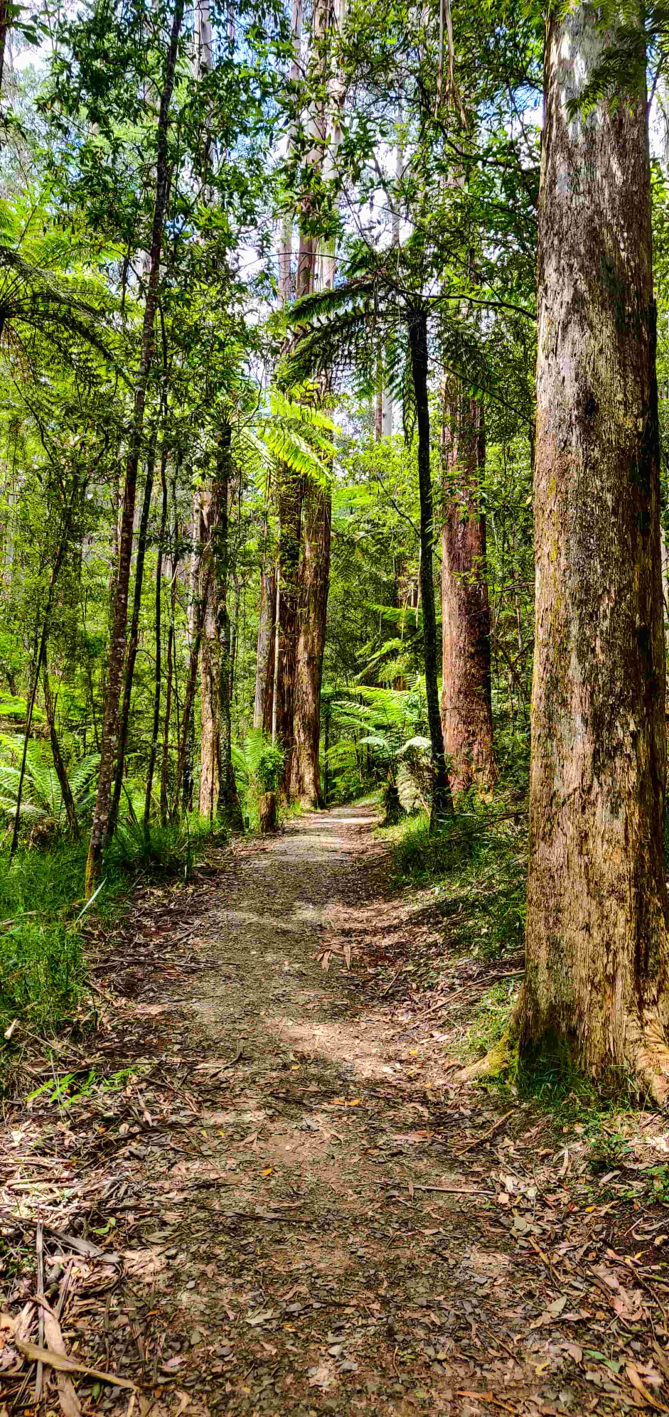 La La Falls Walking Trail