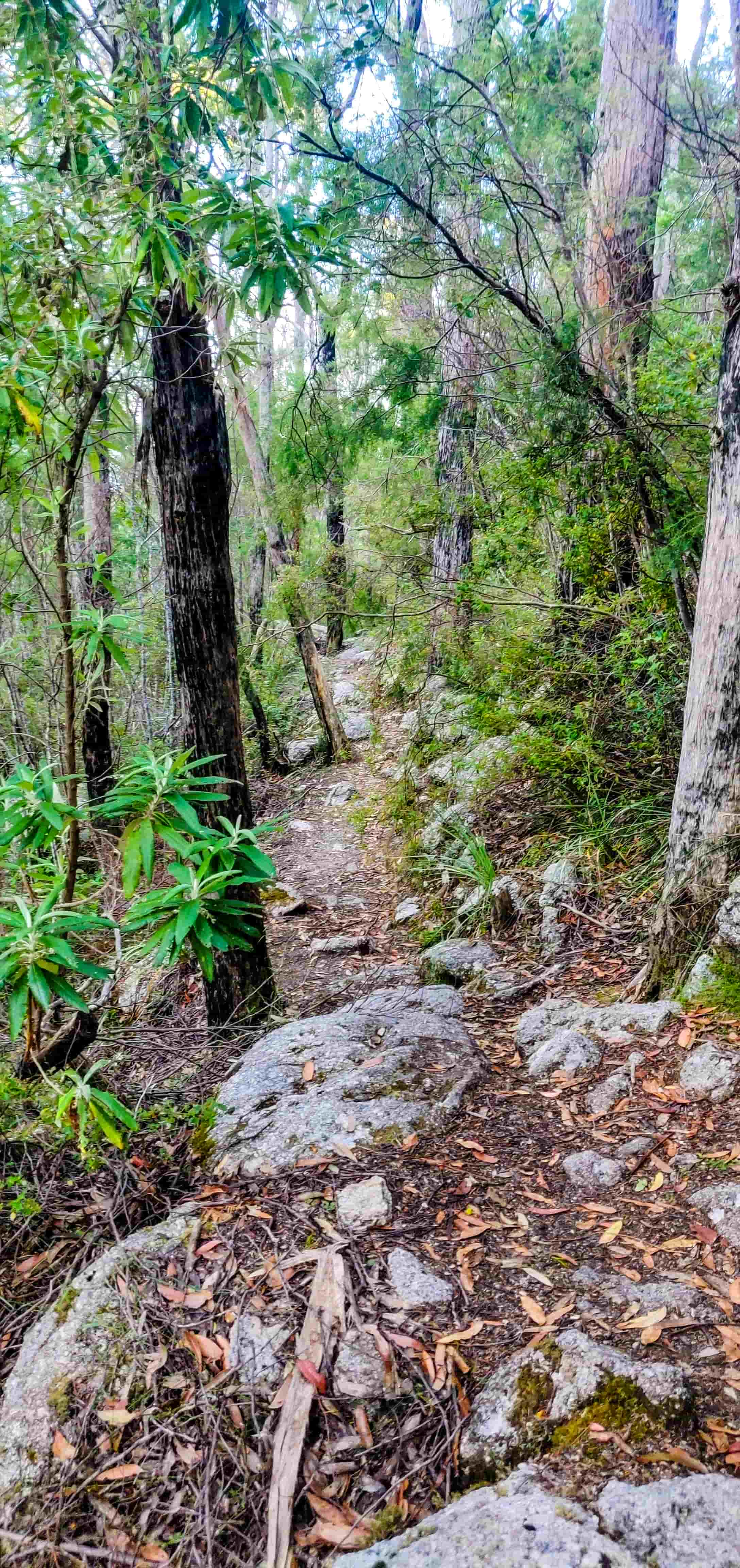 South Point walking track