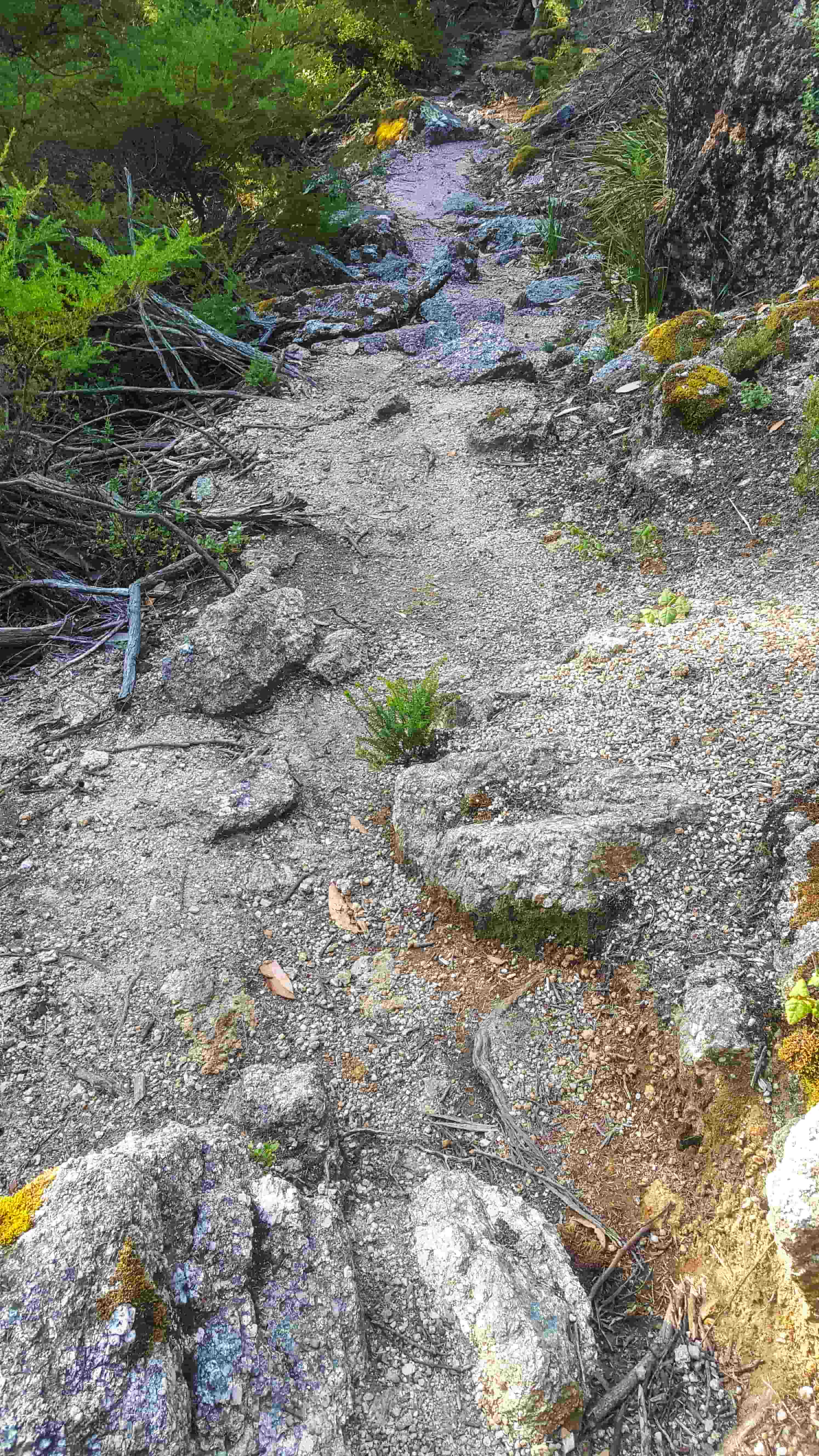 South Point walking track