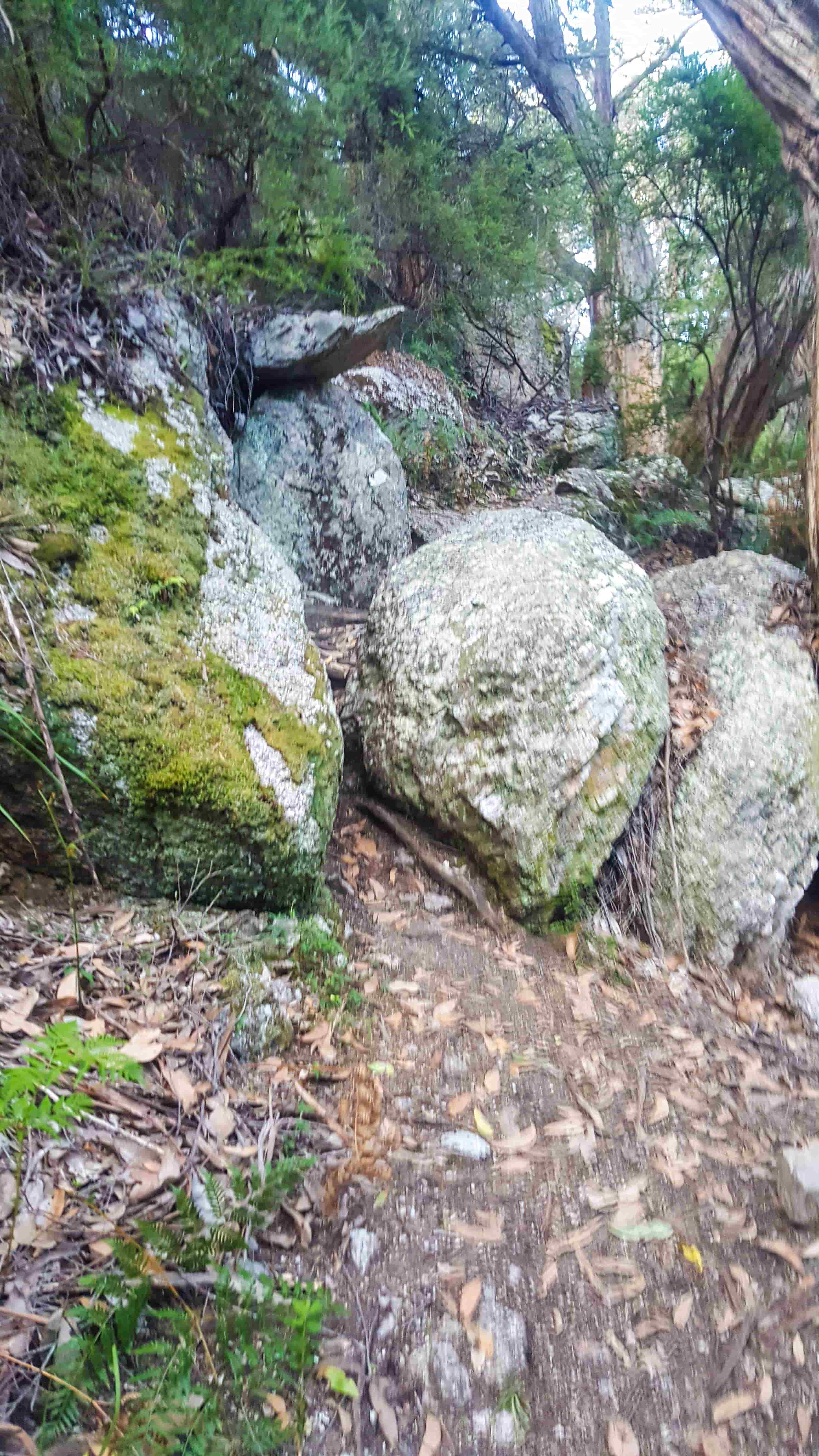 South Point walking track