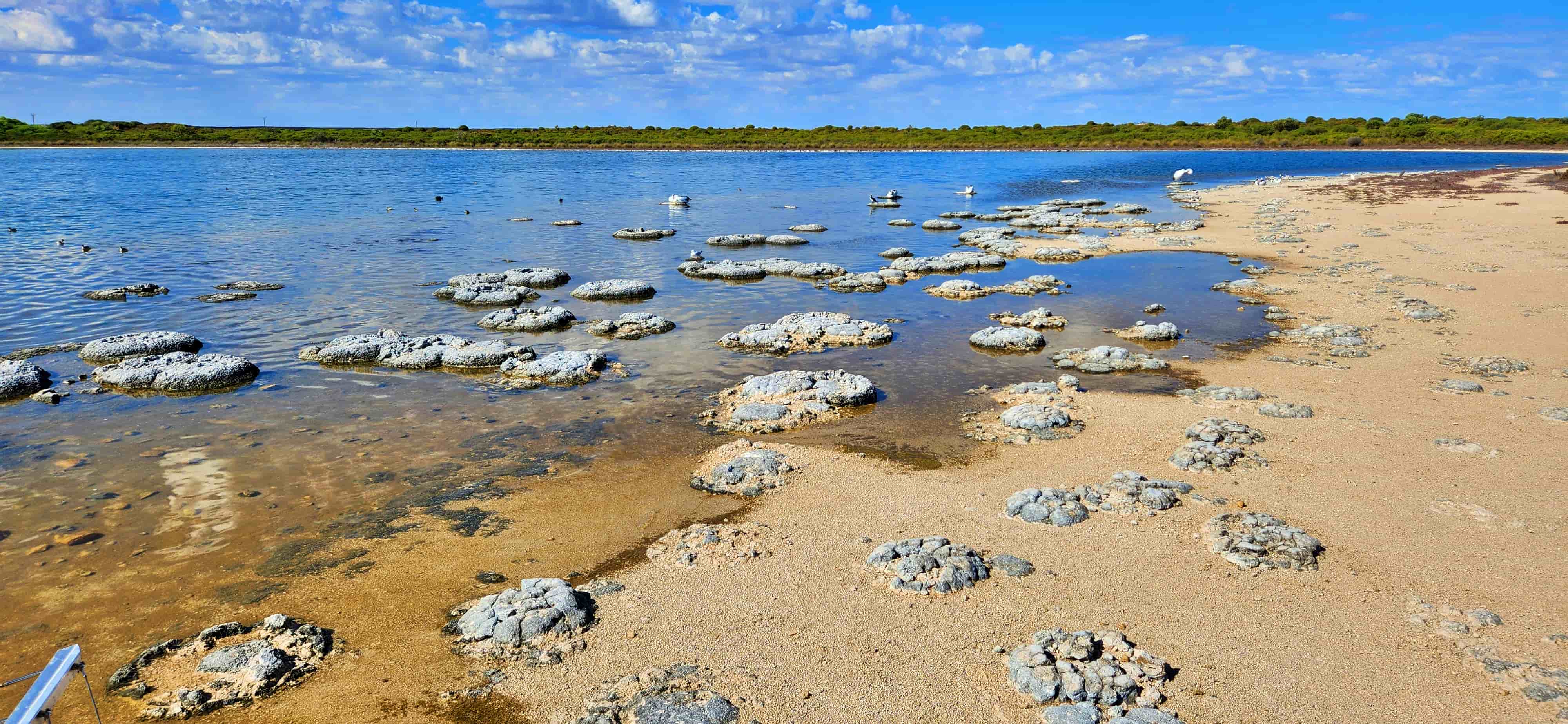 Stromatolites at Lake Thetis, Cervantes WA