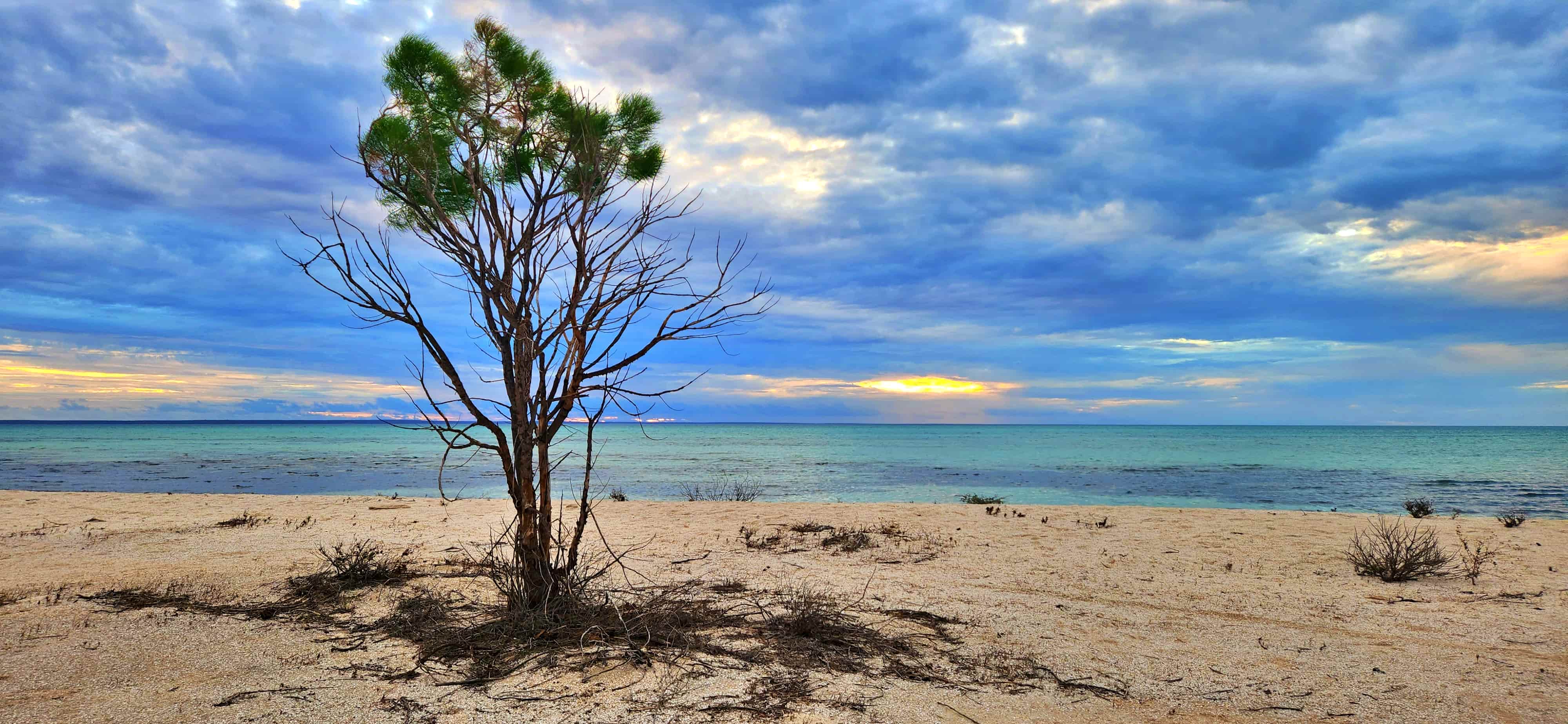 The Lone Tree, Hamelin Pool Beach, Shark Bay, WA