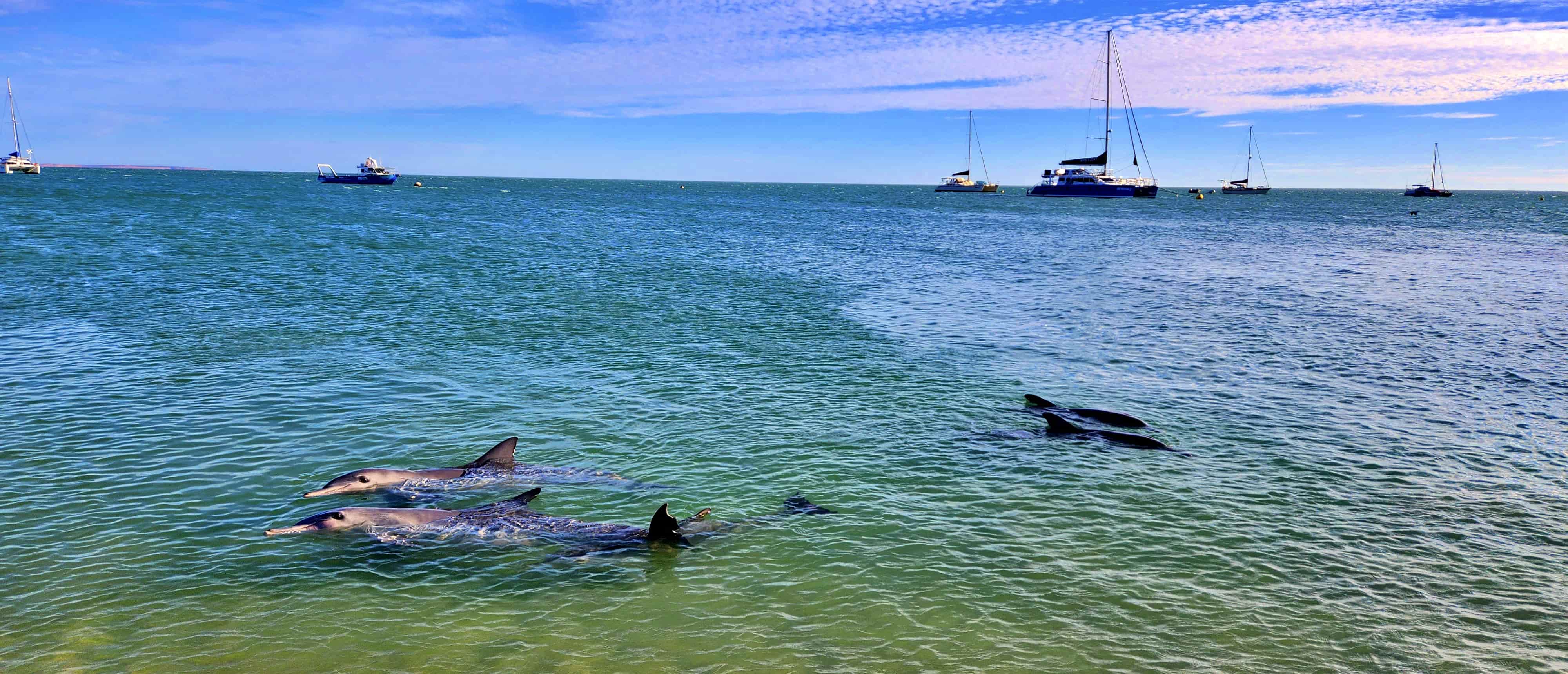 Dolphin Experience at Monkey Mia