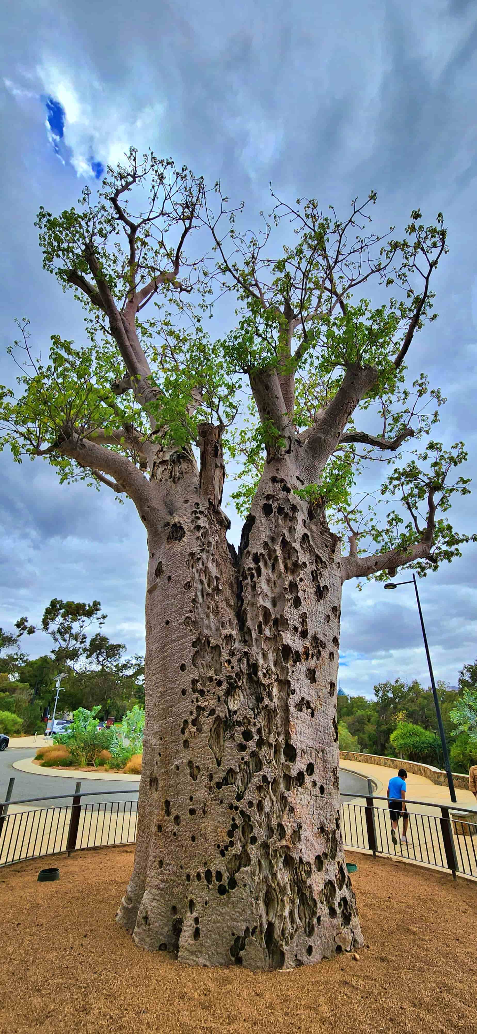 Giant Boab (Gija Jumulu)