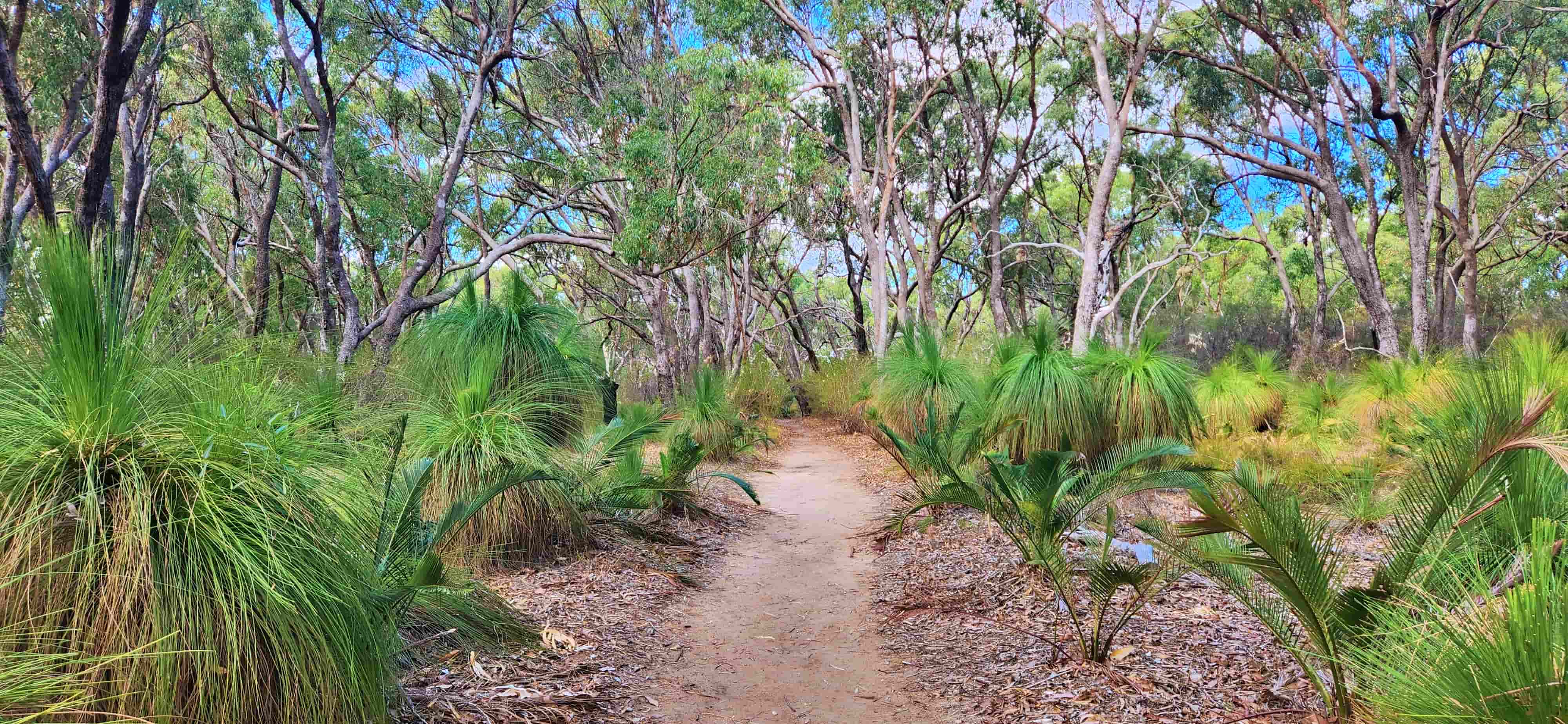 Woodlands Walk in Yanchep National Park