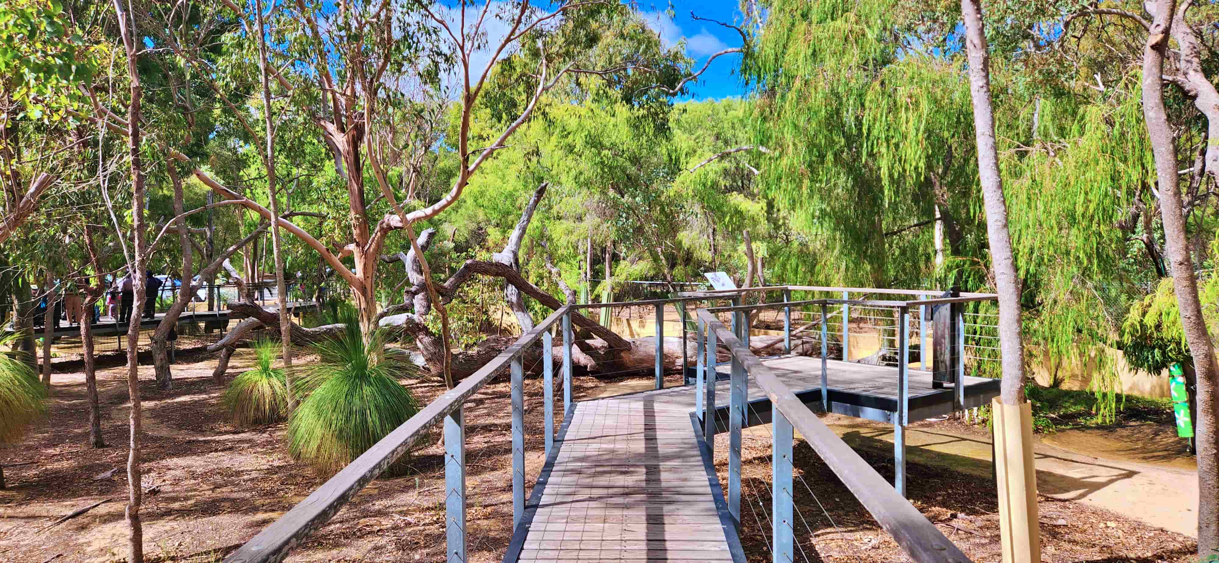 Yanchep National Park, Koala Boardwalk, Perth