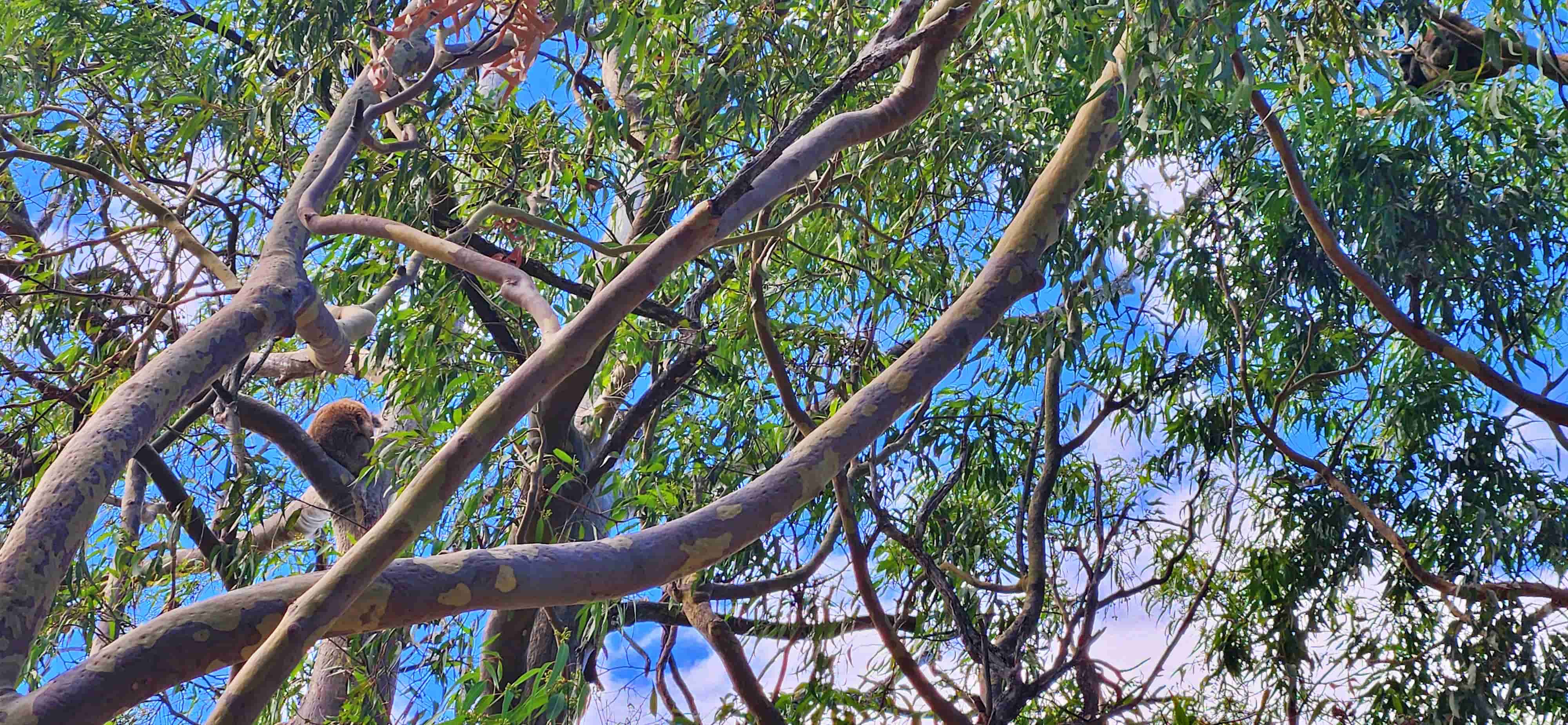 Koala Spotting in Yanchep National Park