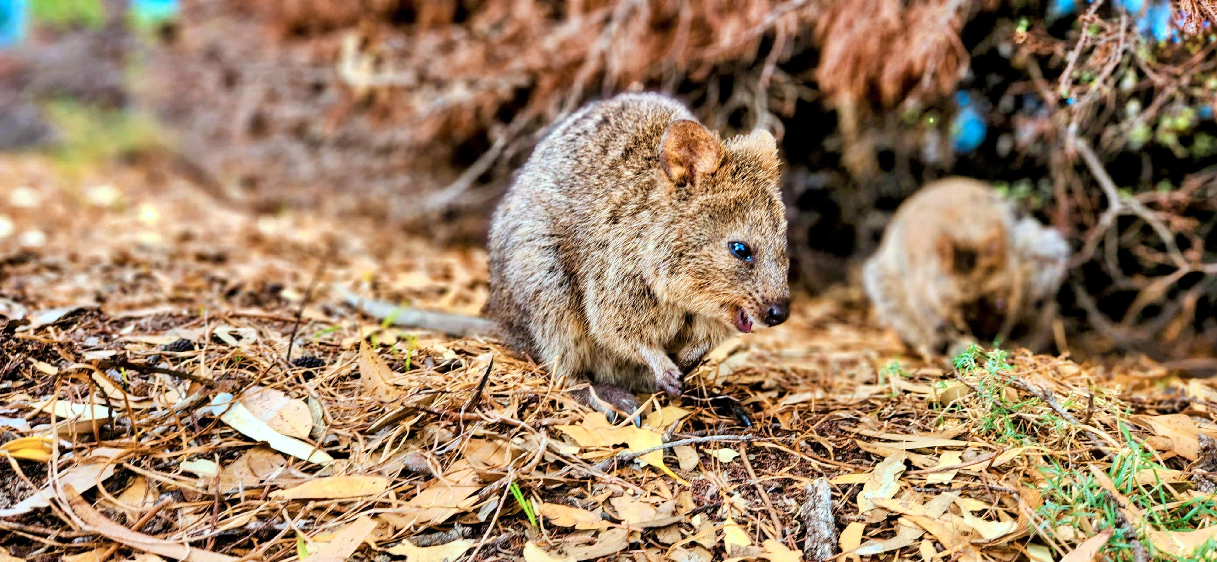 Selfies with Quokkas at Rottnest Island