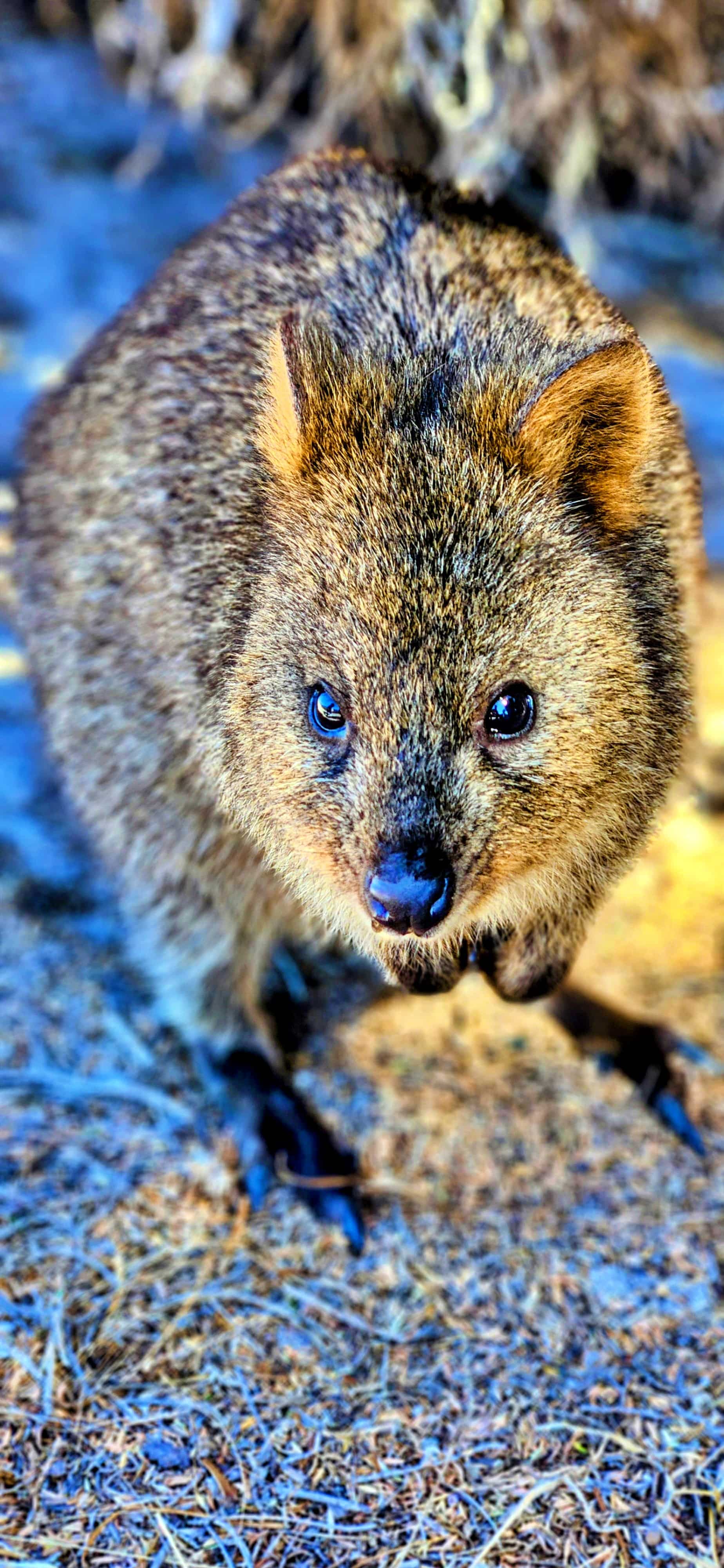 Quokka encounters near Wadjemup Lighthouse, Rottnest Island